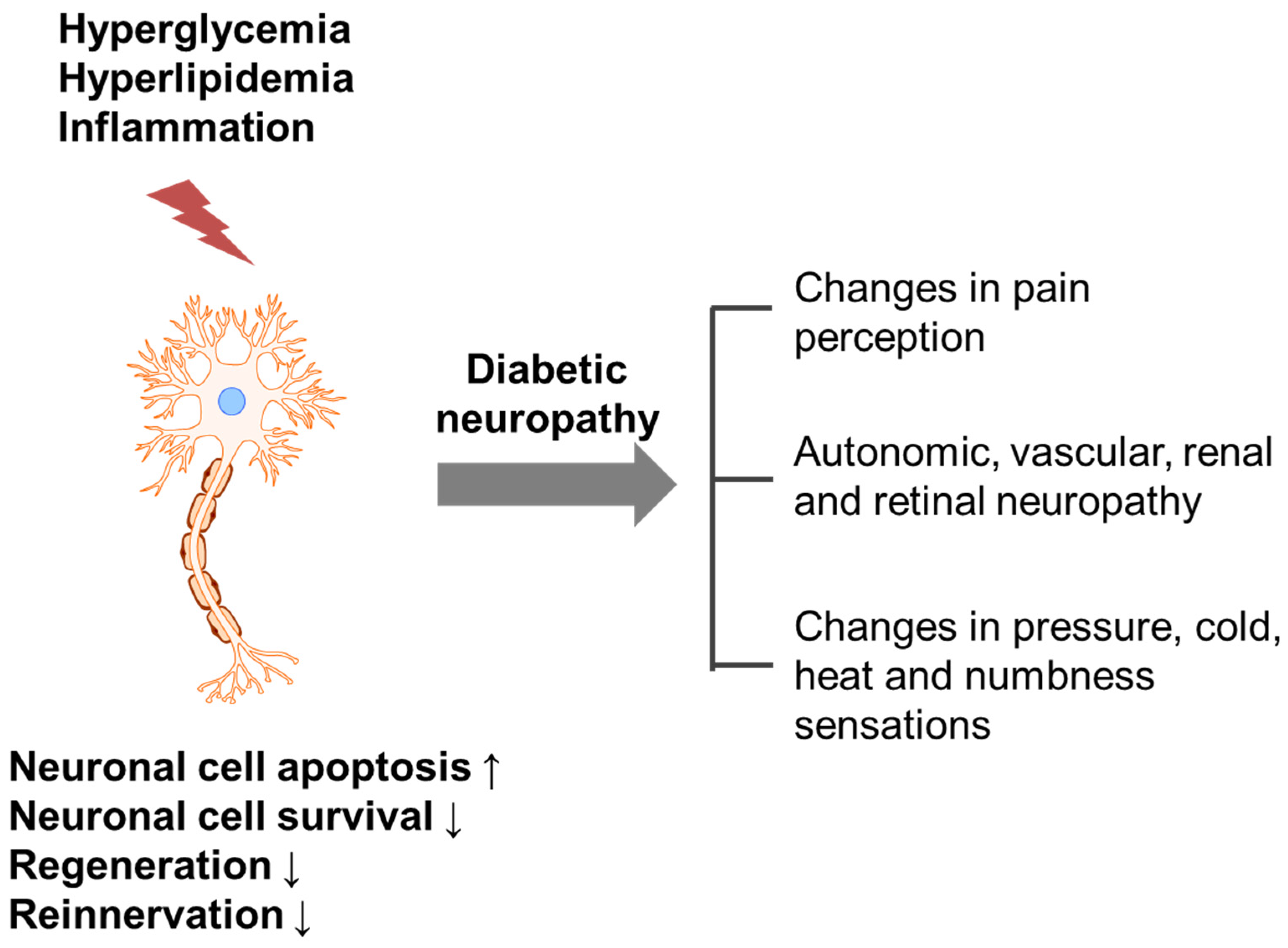 Bioactive Compounds and Their Neuroprotective Effects in