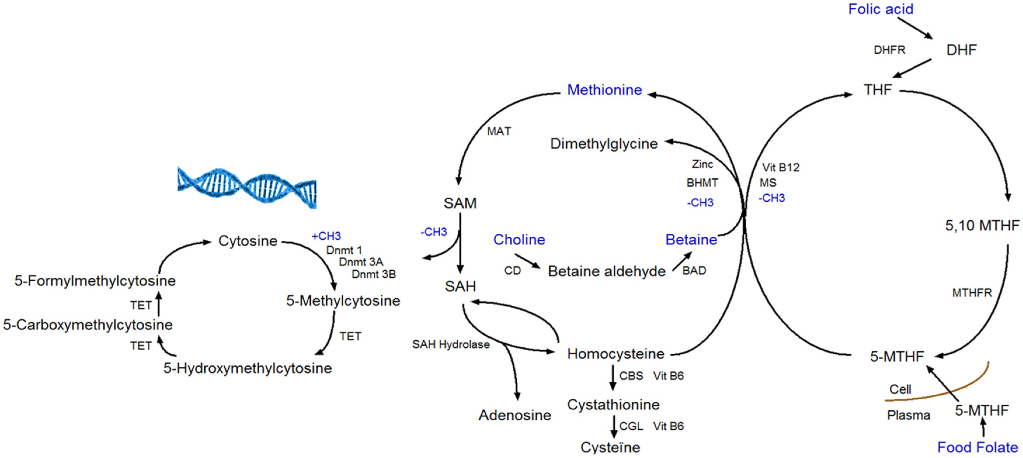 Maternal Methyl-Group Donor Intake and Global DNA (Hydroxy