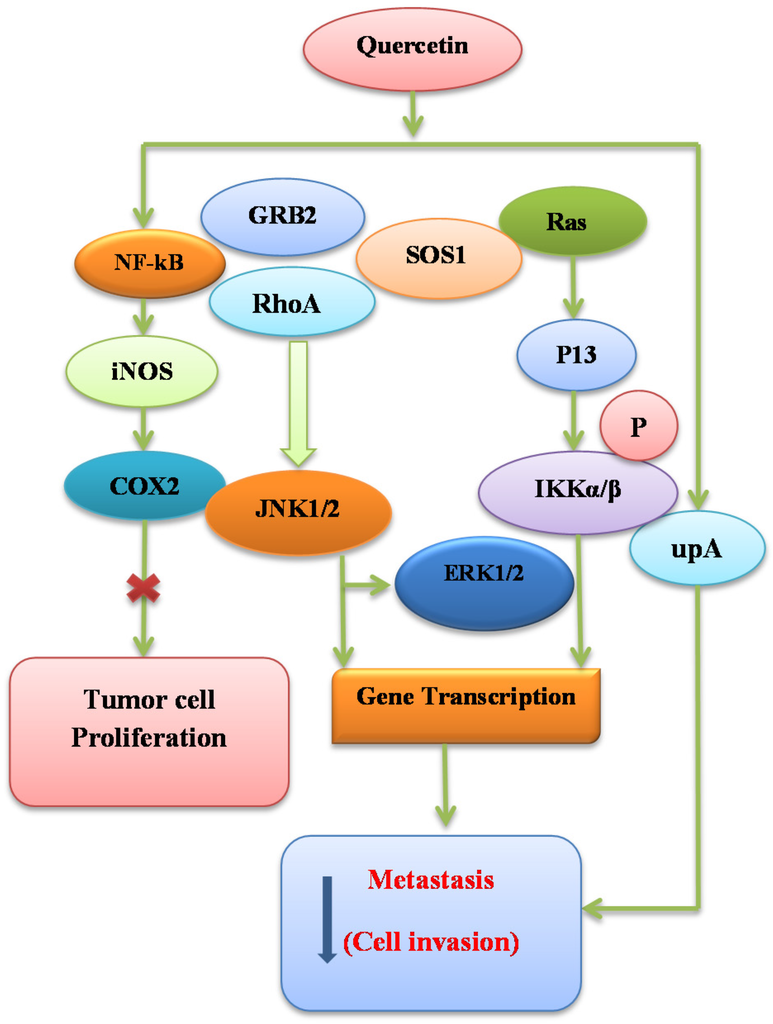 Nutrients Free FullText Molecular Targets Underlying the Anticancer Effects of Quercetin
