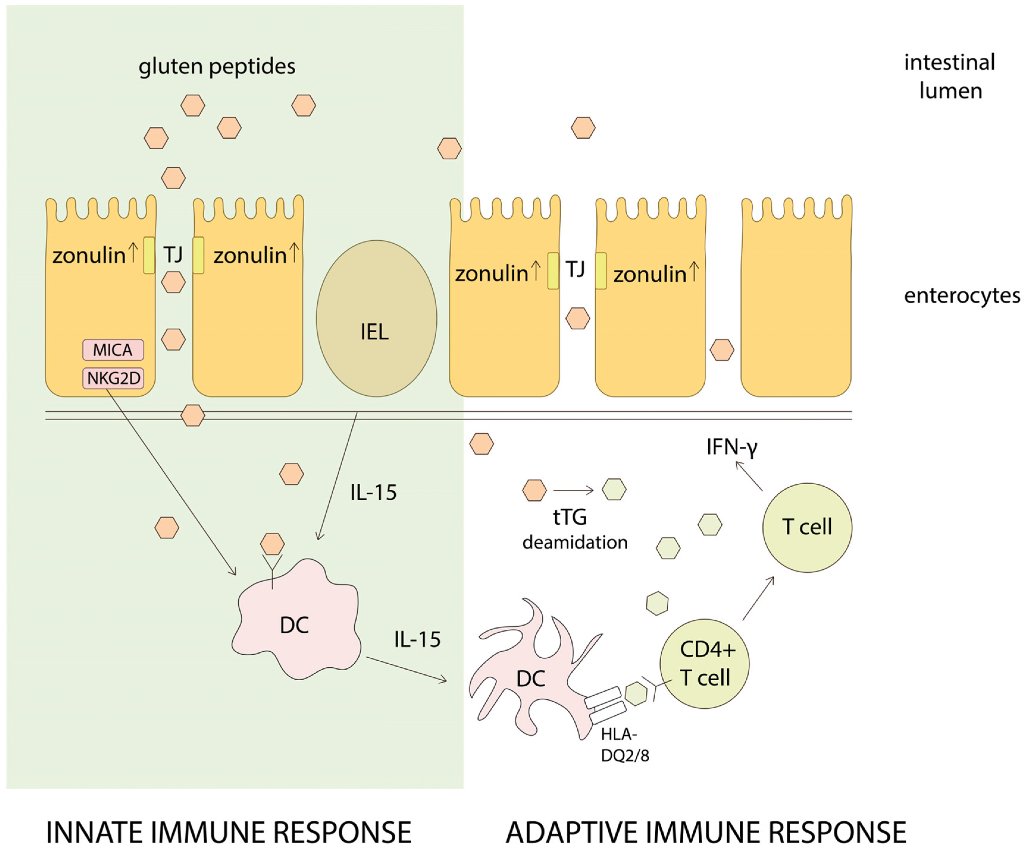 Properties of Gluten Intolerance: Gluten Structure