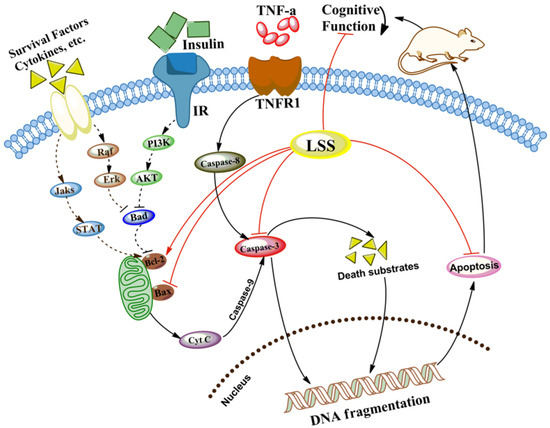Nutrients Free Full Text Lychee Seed Saponins Improve Cognitive Function And Prevent Neuronal Injury Via Inhibiting Neuronal Apoptosis In A Rat Model Of Alzheimer S Disease Html Nutrients Free Full Text Lychee Seed Saponins Improve Cognitive Function And Prevent Neuronal Injury Via Inhibiting Neuronal Apoptosis In A Rat Model Of Alzheimer S Disease Html