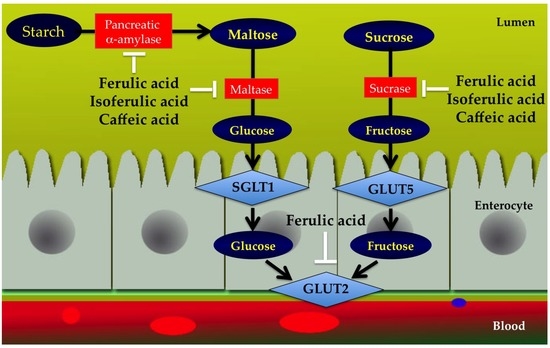 Nutrients | Free Full-Text | Cinnamic Acid and Its Derivatives