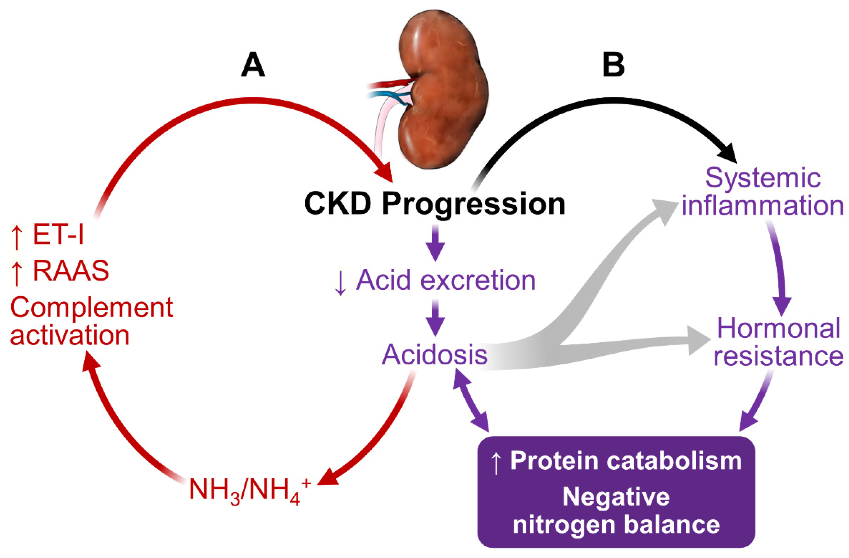 Nutrients | Free Full-Text | Protein Nutrition and Malnutrition in CKD and ESRD | HTML