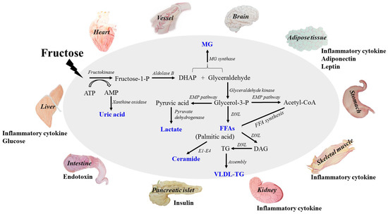 High Dietary Fructose: Direct or Indirect Dangerous Factors