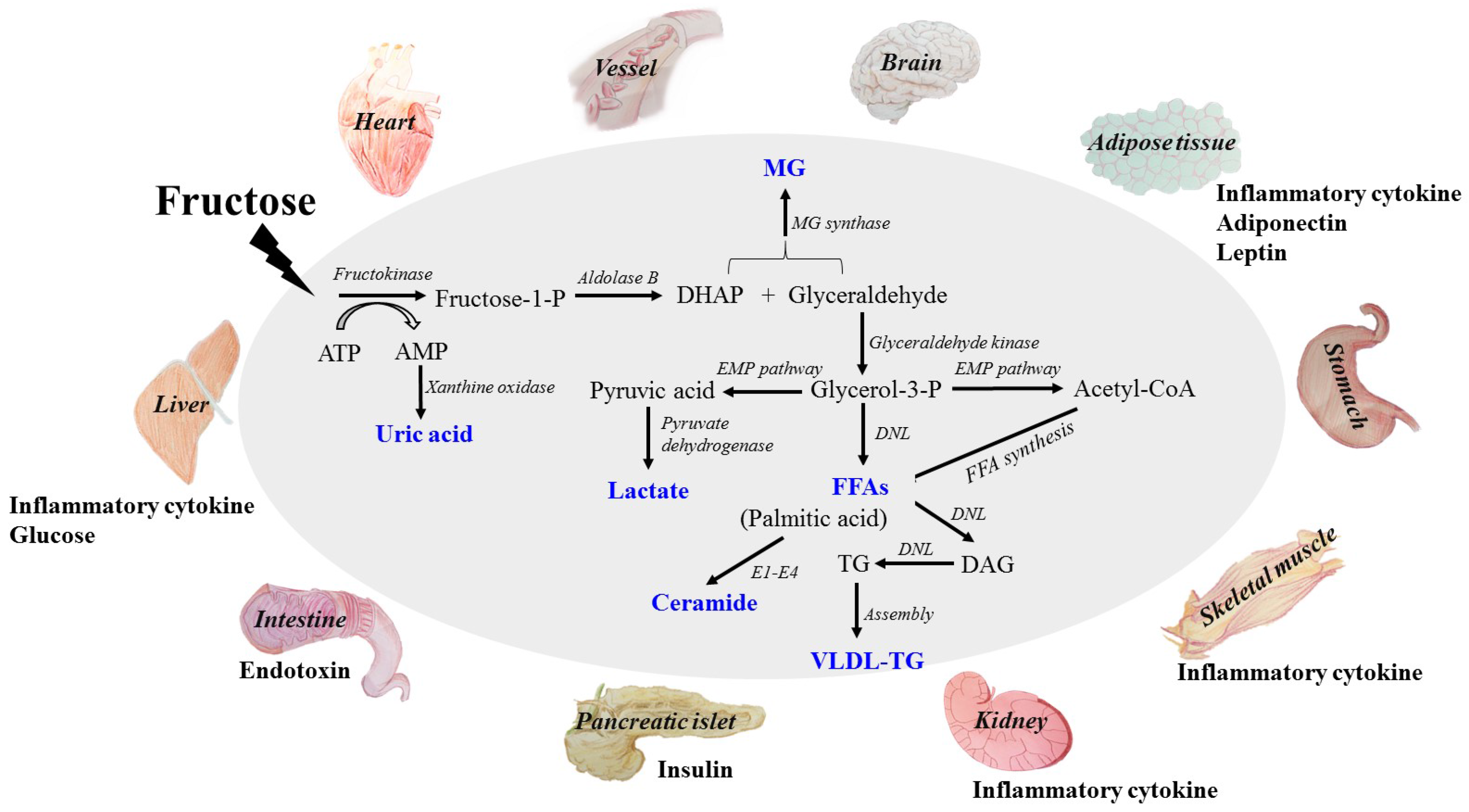 Фруктоза и печень. Fructose metabolism. Фруктоза ацетил. Фруктоза и инсулин.