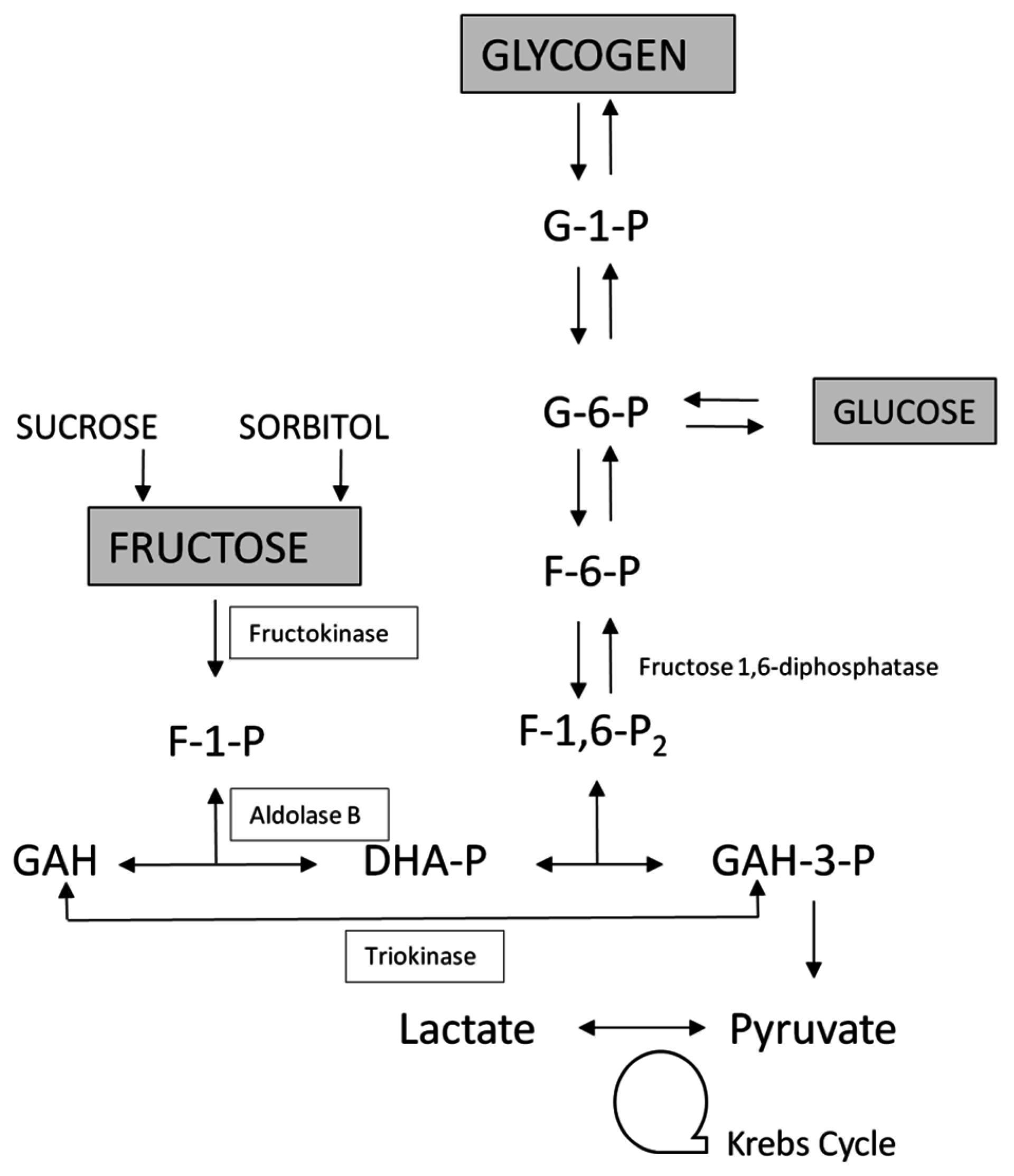 Nutrients Free FullText Inborn Errors of Fructose Metabolism. What