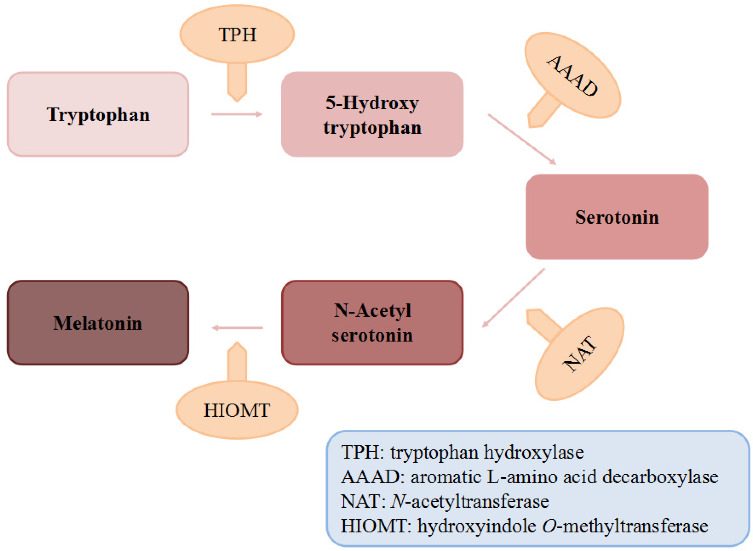 Nutrients Free Full Text Dietary Sources And Bioactivities Of Melatonin Html