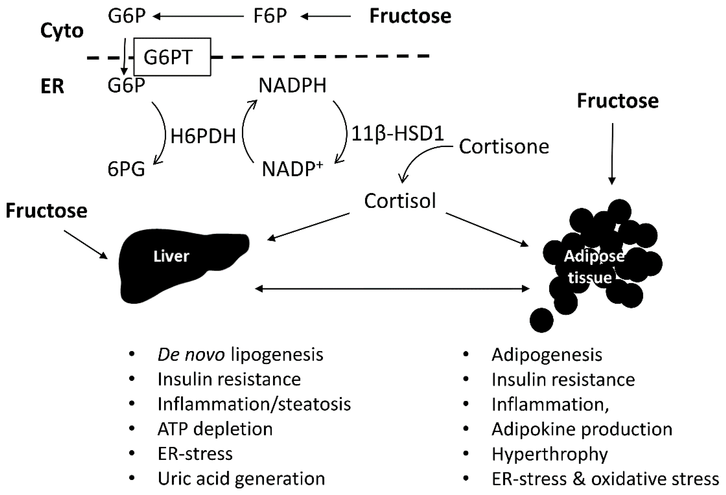 Фруктоза и печень. Фруктоза влияние на печень. Фруктоза и инсулин. Фруктоза выработка инсулина. Фруктоза в жир.