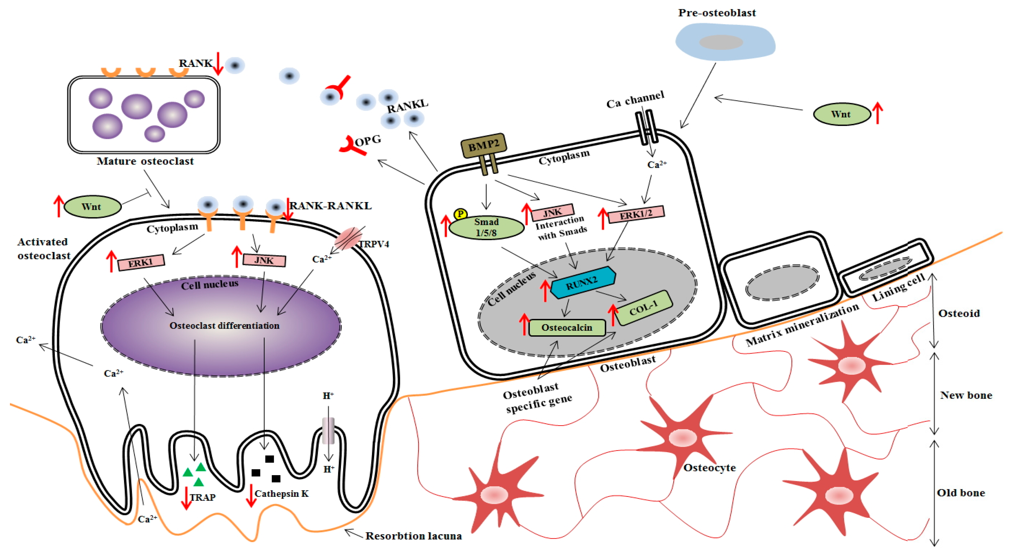 Nutrients 09 00504 g008