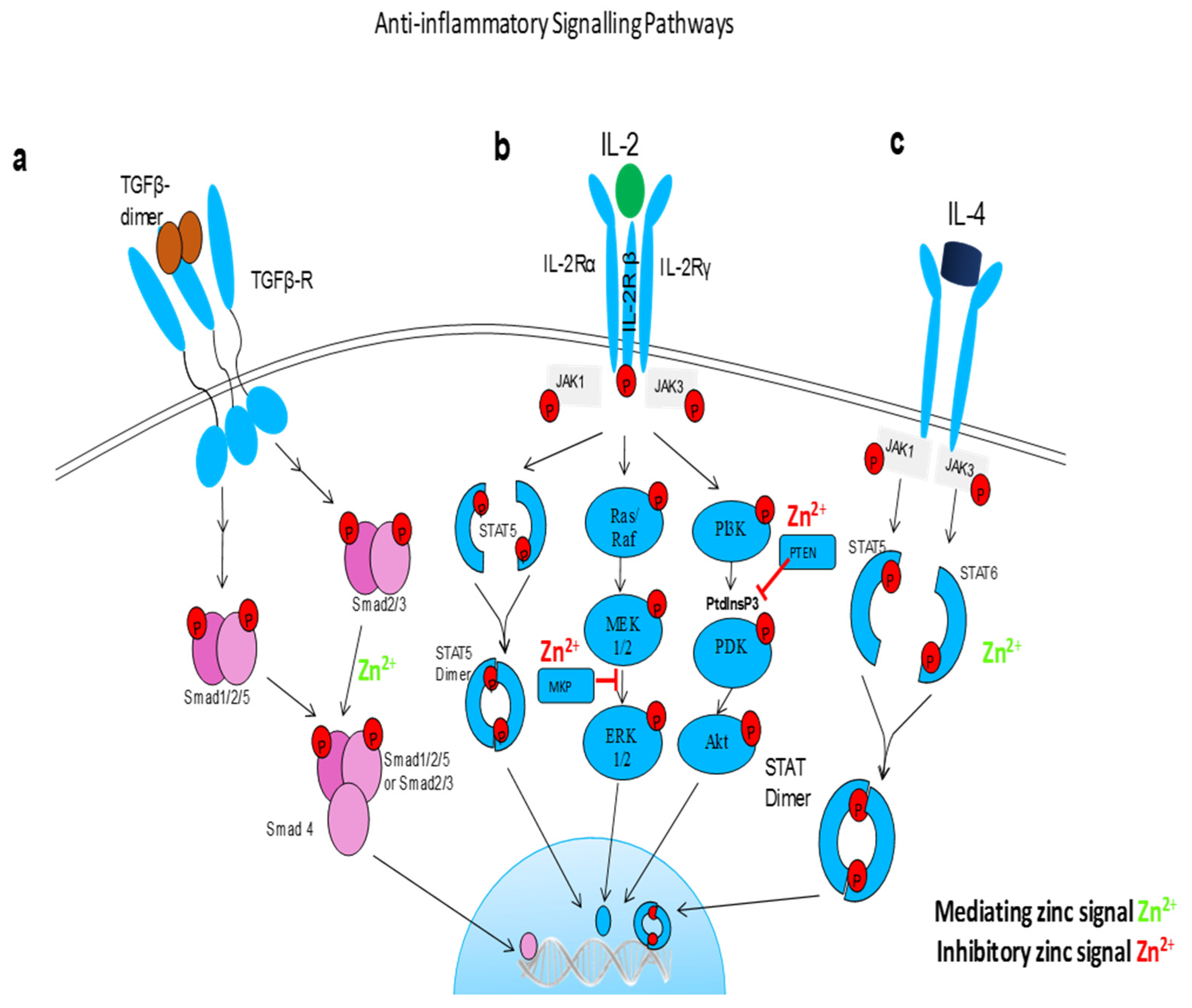 Nutrients Free Full Text Zinc In Infection And