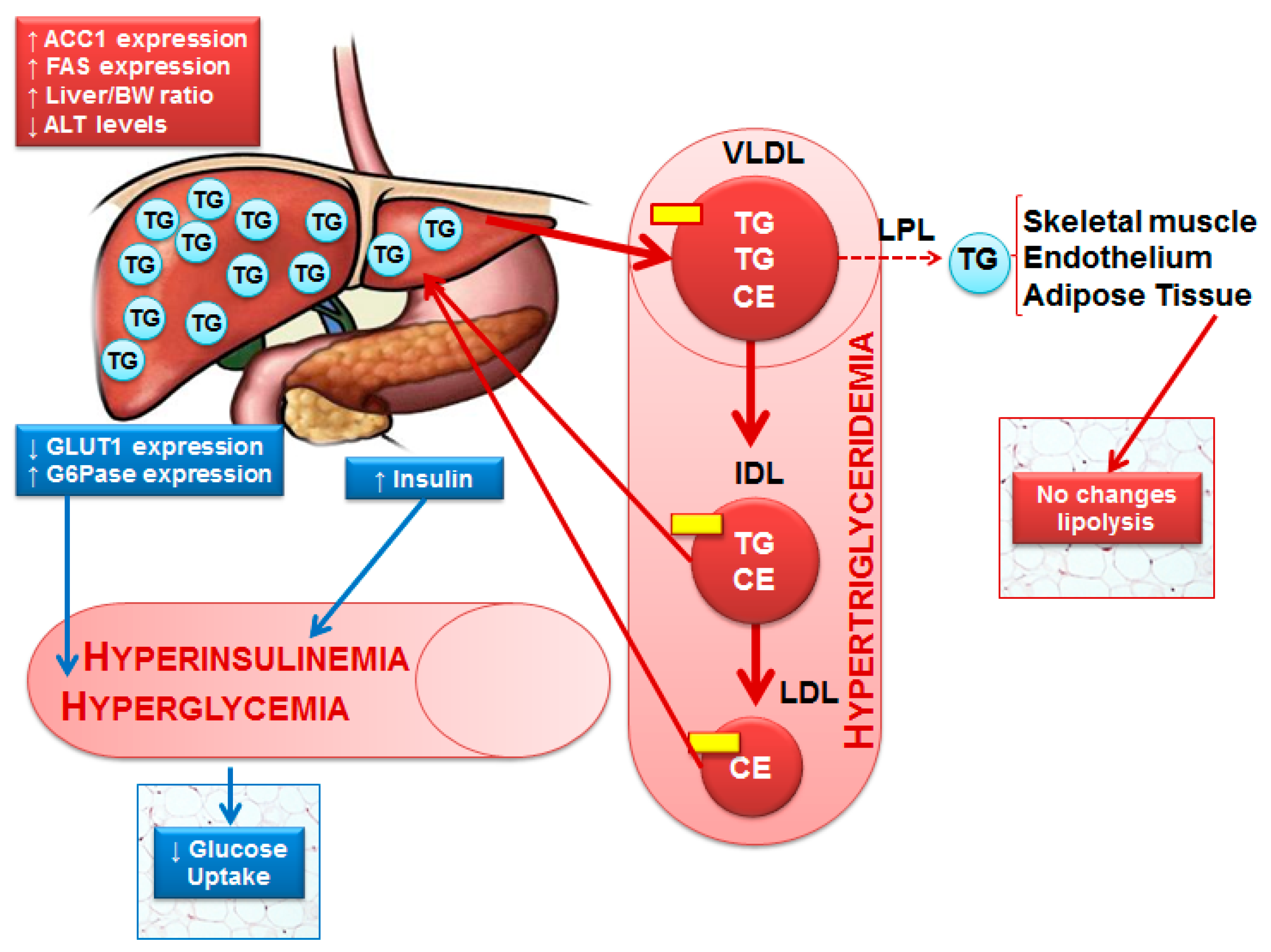 Nutrients 09 00638 g008