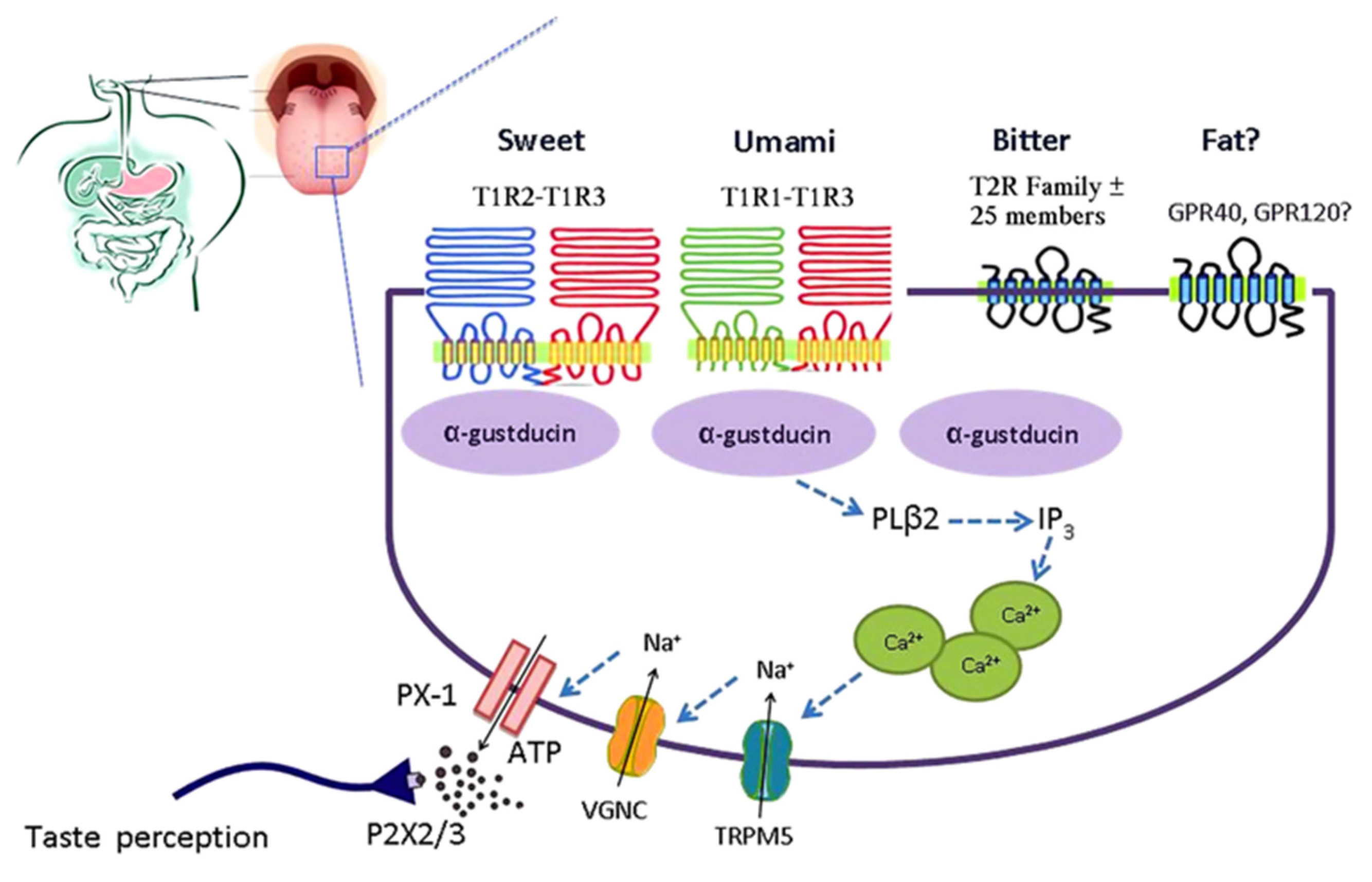 T 1 internet. Taste receptors. Рецепторы t1r1 t1r3. Умами Рецептор. T1r2+t1r3 рецепторы сладкого.