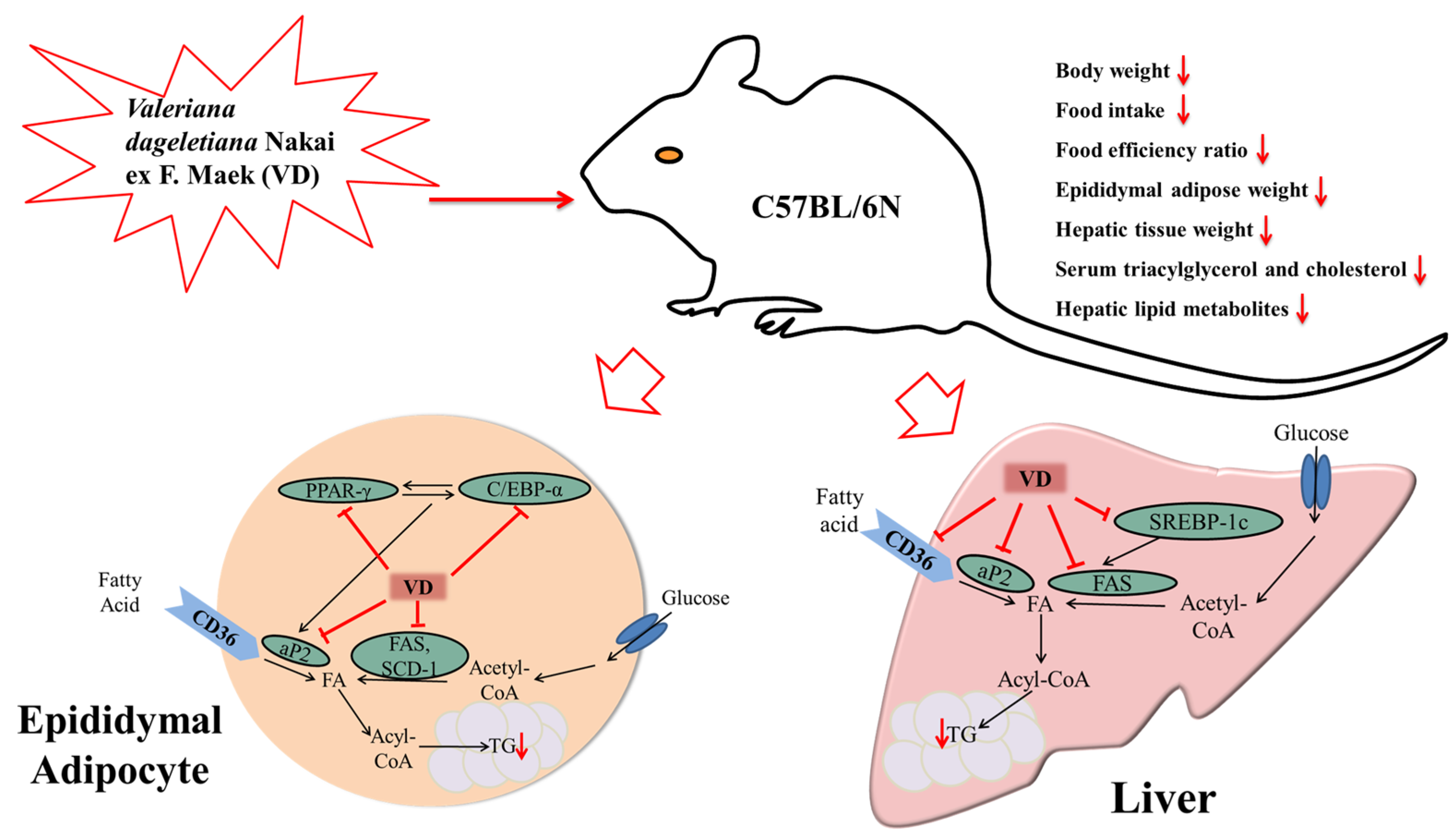 Nutrients 09 00689 g006 550