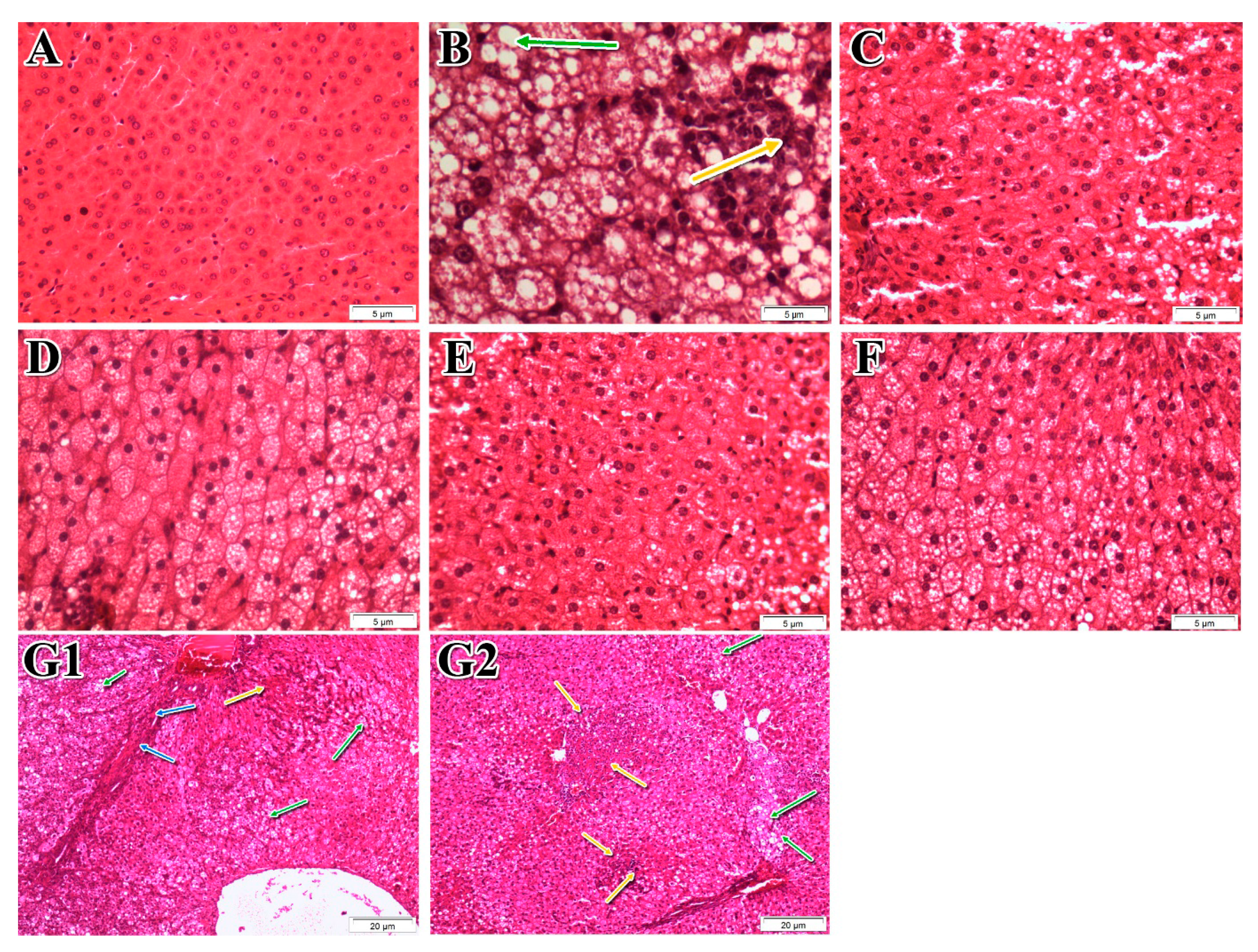 Nutrients 09 00766 g004