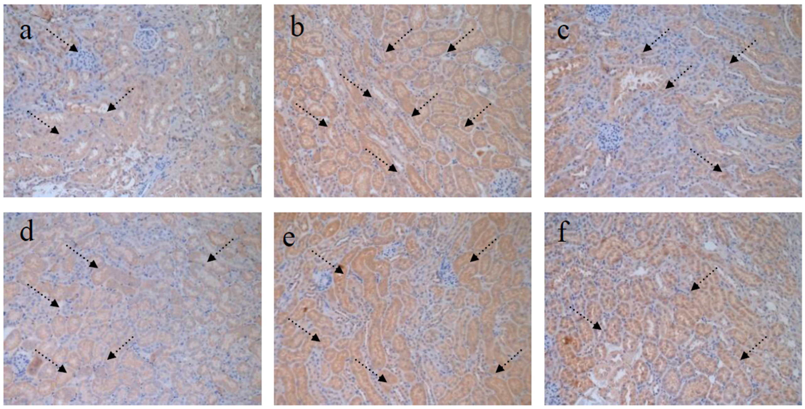 Nutrients 09 00801 g007