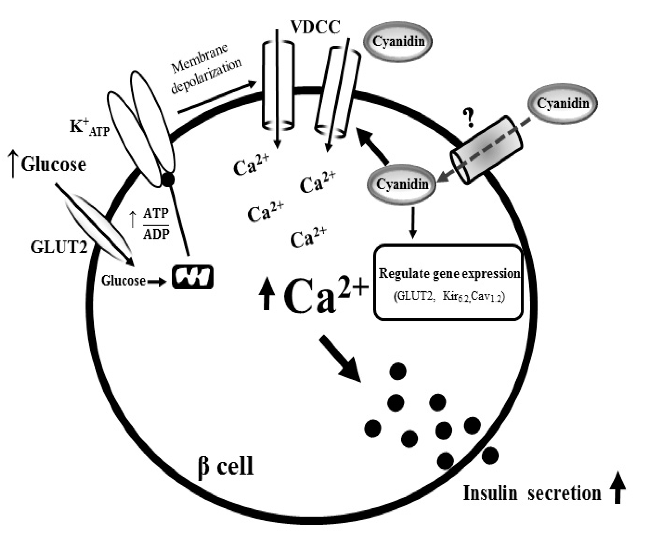 how insulin signals a cell to take in glucose