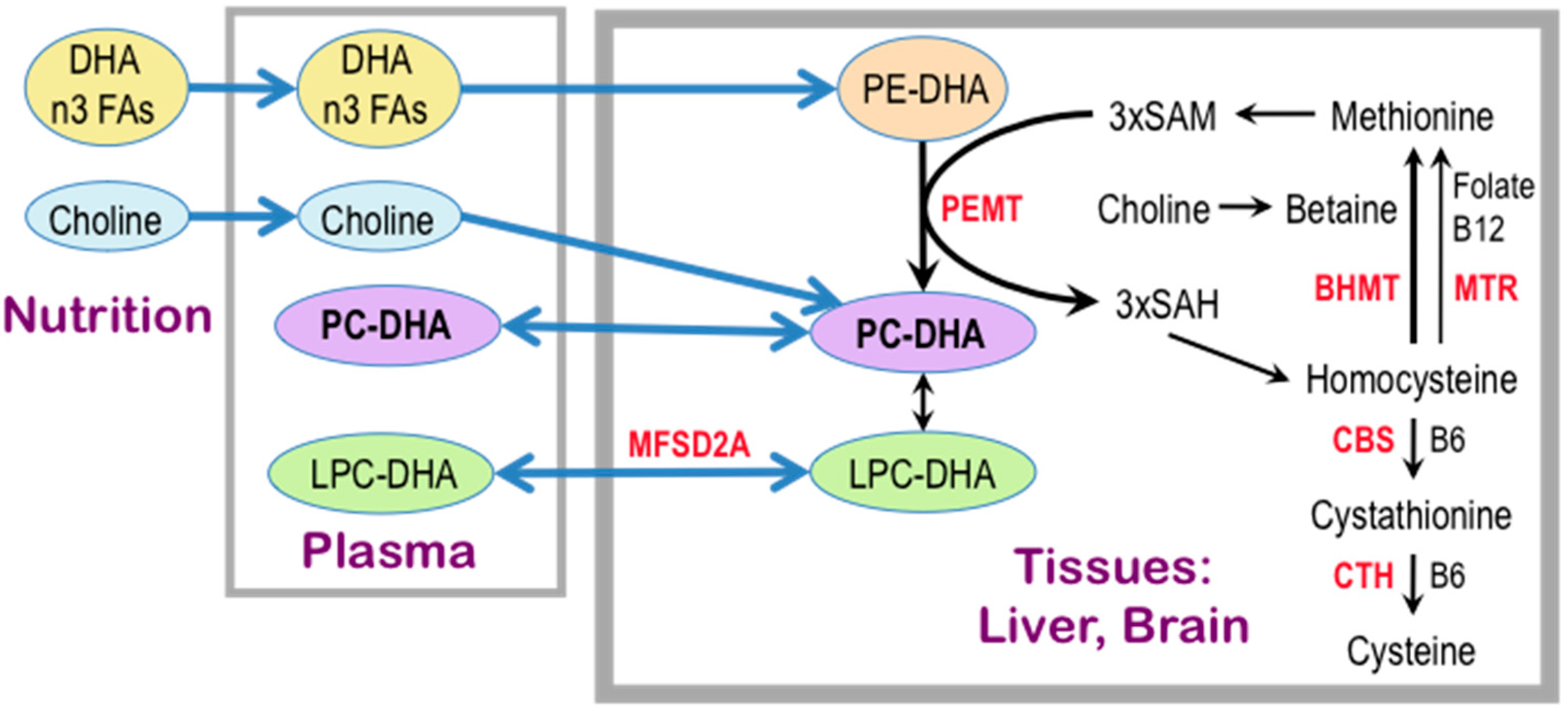 Neuroprotective Actions of Dietary Choline Neuroprotective Actions of Dietary Choline