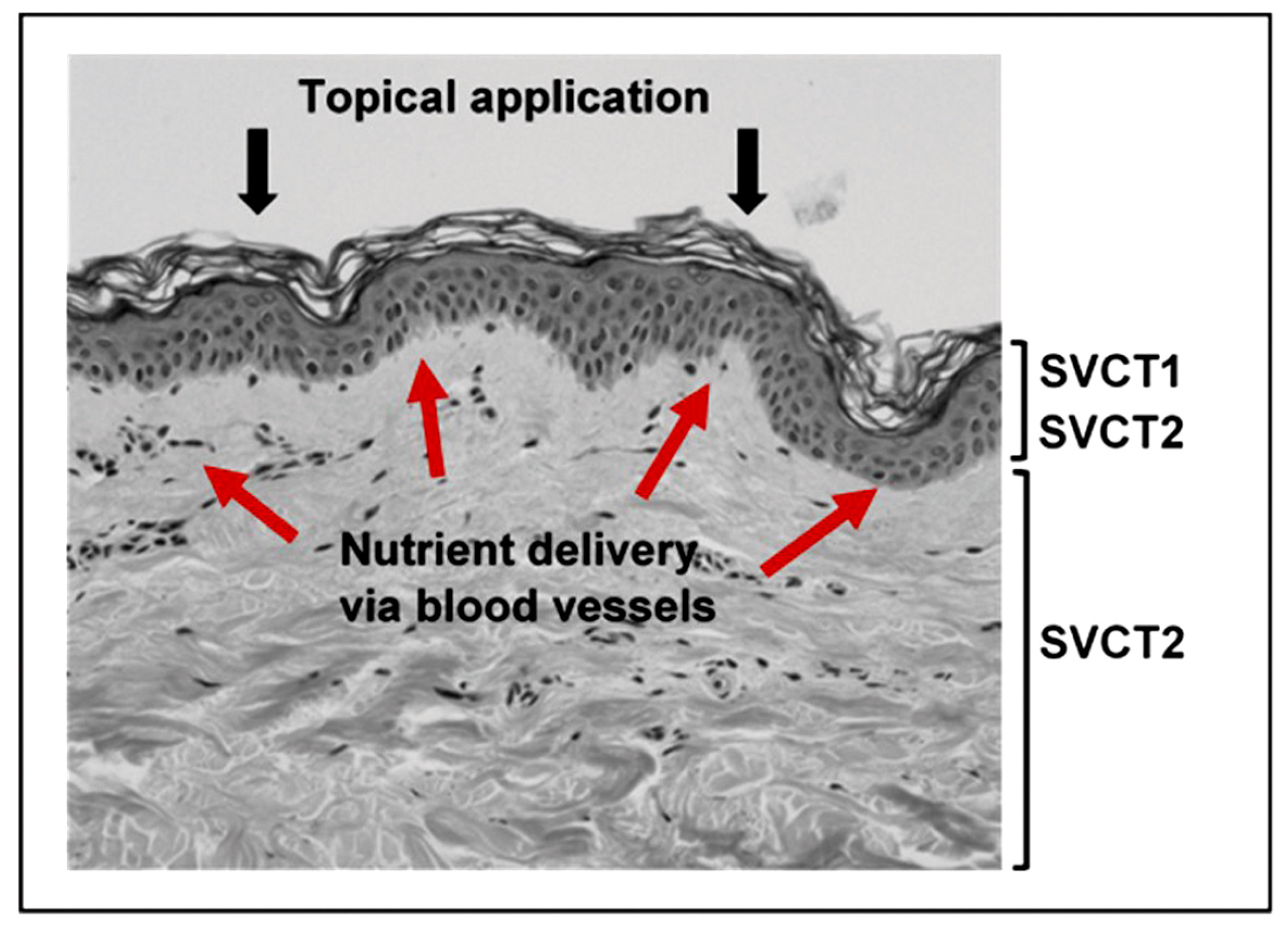 Nutrients Free Full Text The Roles Of Vitamin C In Skin