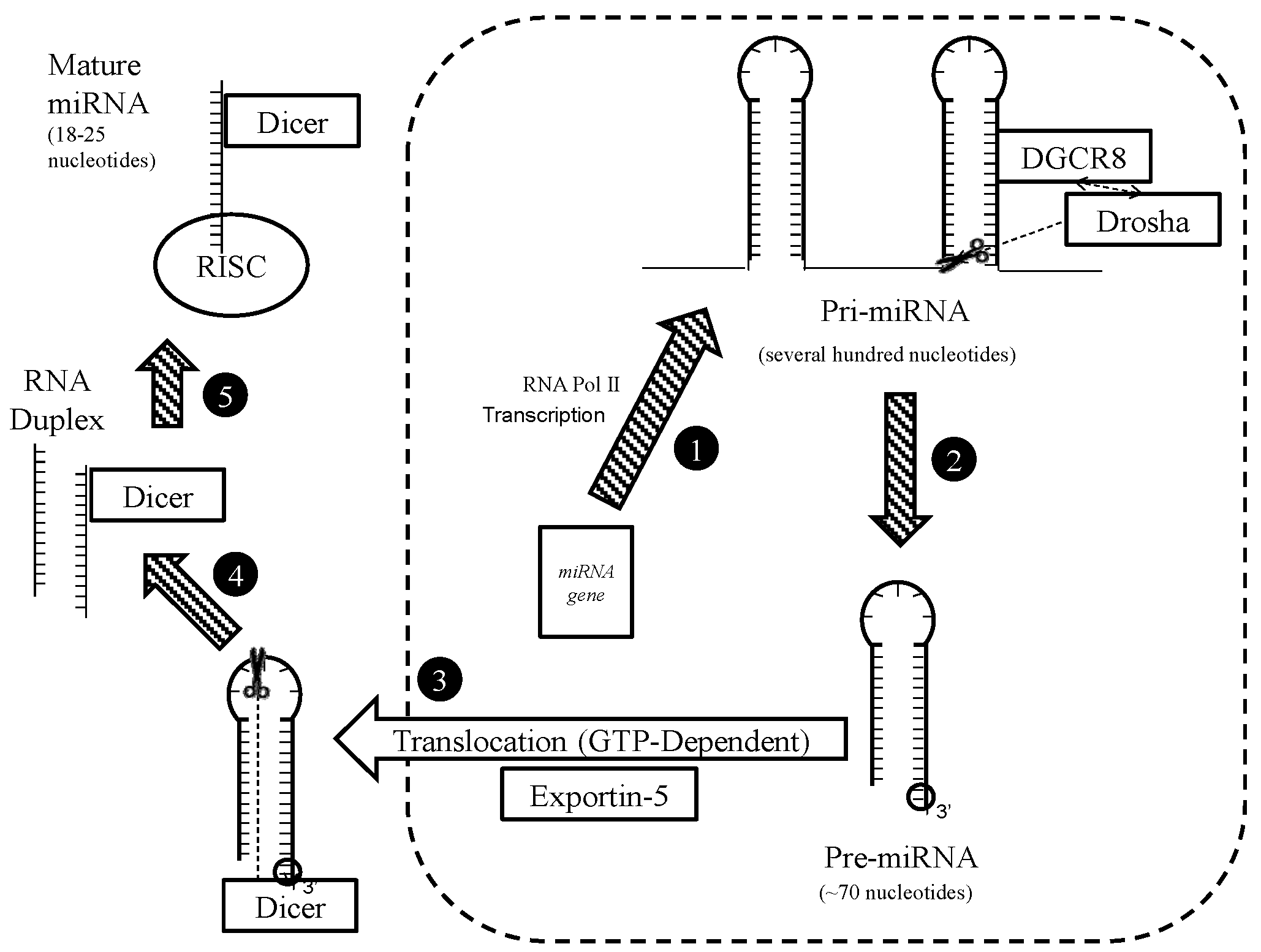 Nutrients 09 00902 g004 Nutrients 09 00902 g004