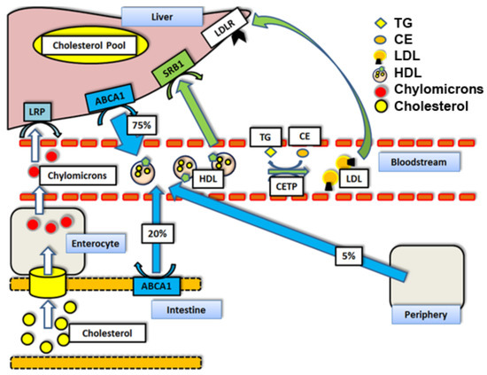 Nutrients Free Full Text The Role Of Omega 3 Fatty Acids In Reverse Cholesterol Transport A Review Html
