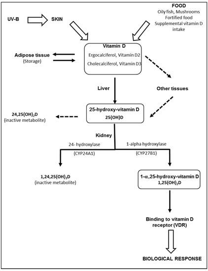 Nutrients Special Issue Changing Times For Vitamin D And