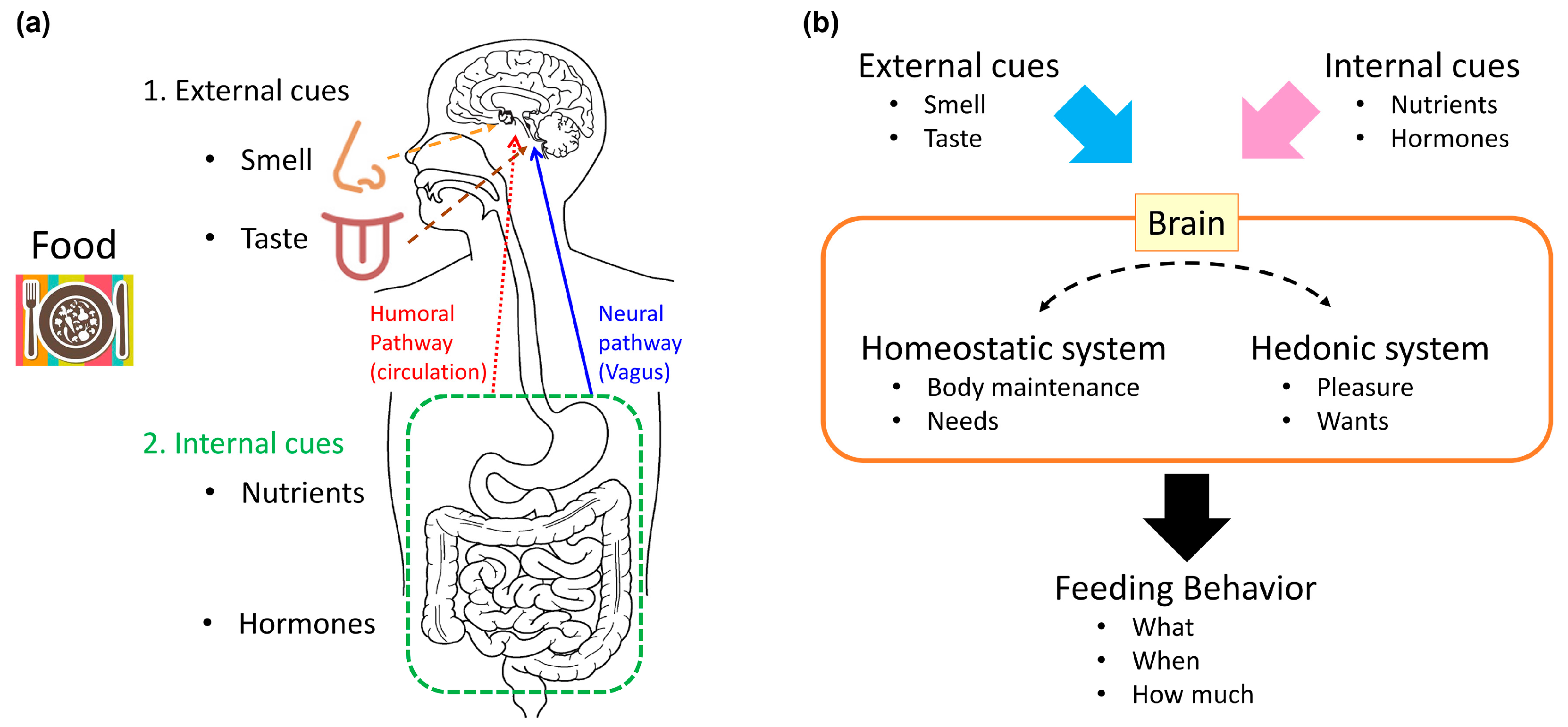 Nutrients Free Full Text Neural And Molecular Mechanisms Involved In Controlling The Quality Of Feeding Behavior Diet Selection And Feeding Patterns Html