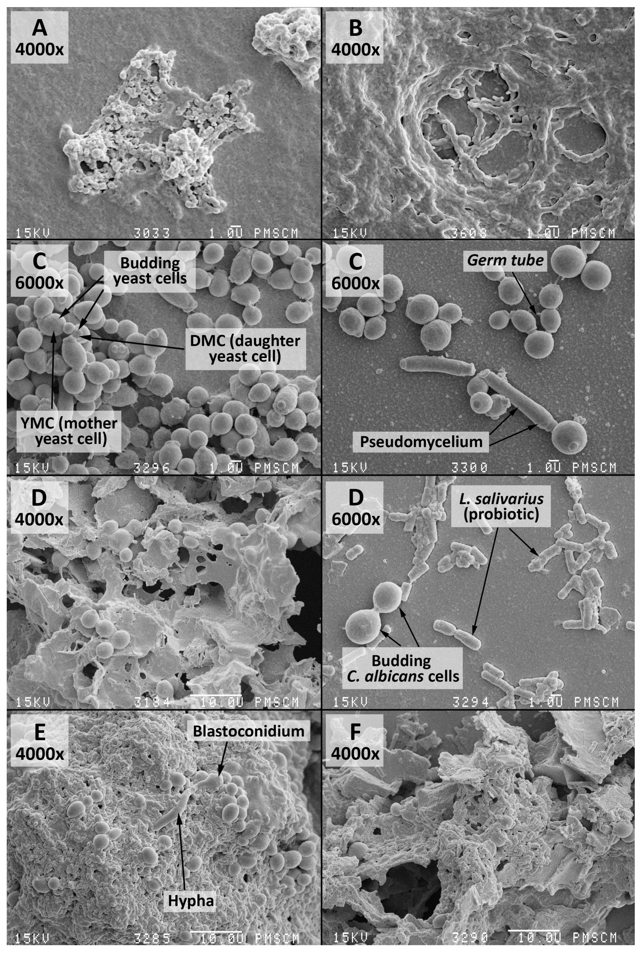 Nutrients 09 01242 g005