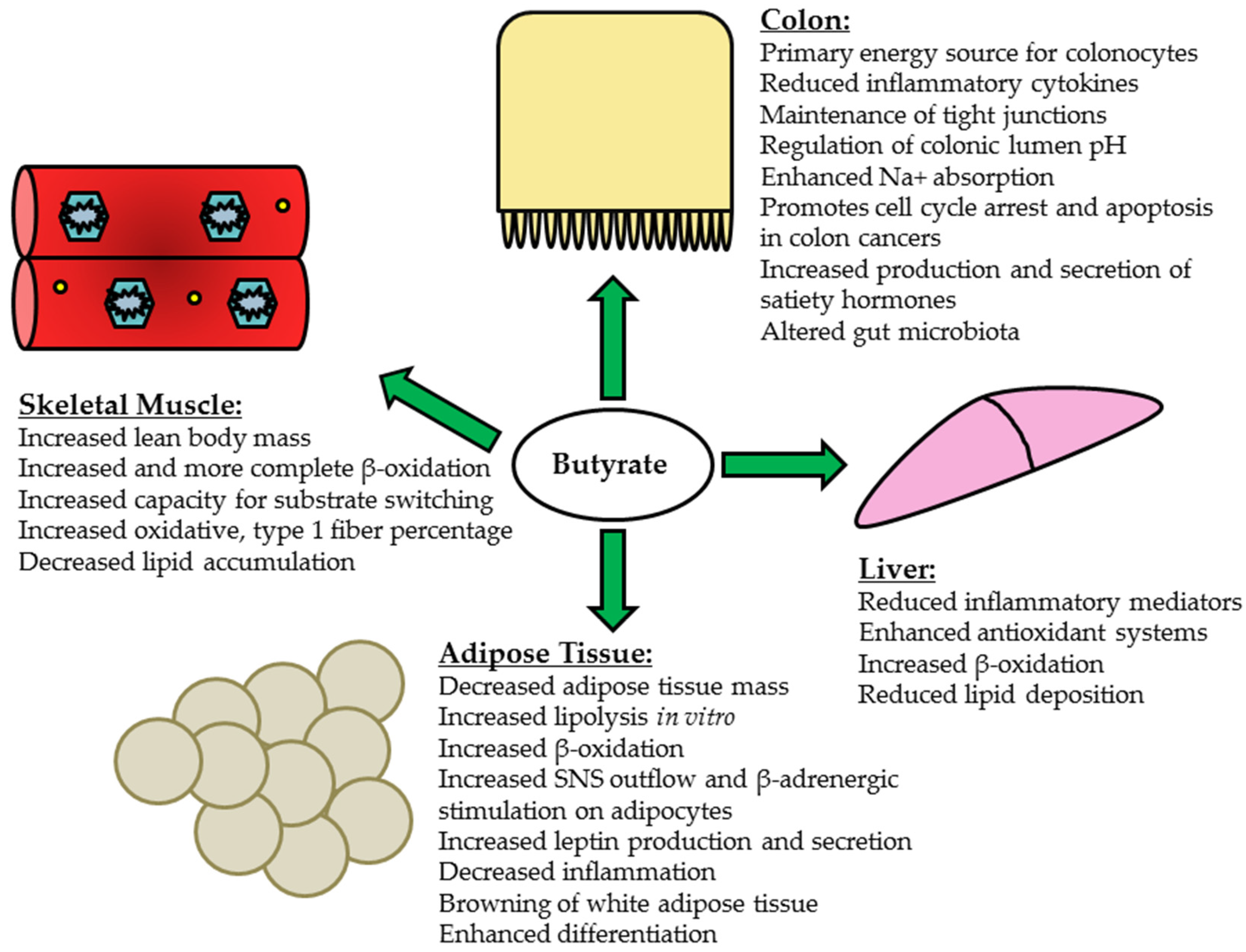 nutrients free full text short chain fatty acids in the colon and peripheral tissues a focus on butyrate colon cancer obesity and insulin resistance html
