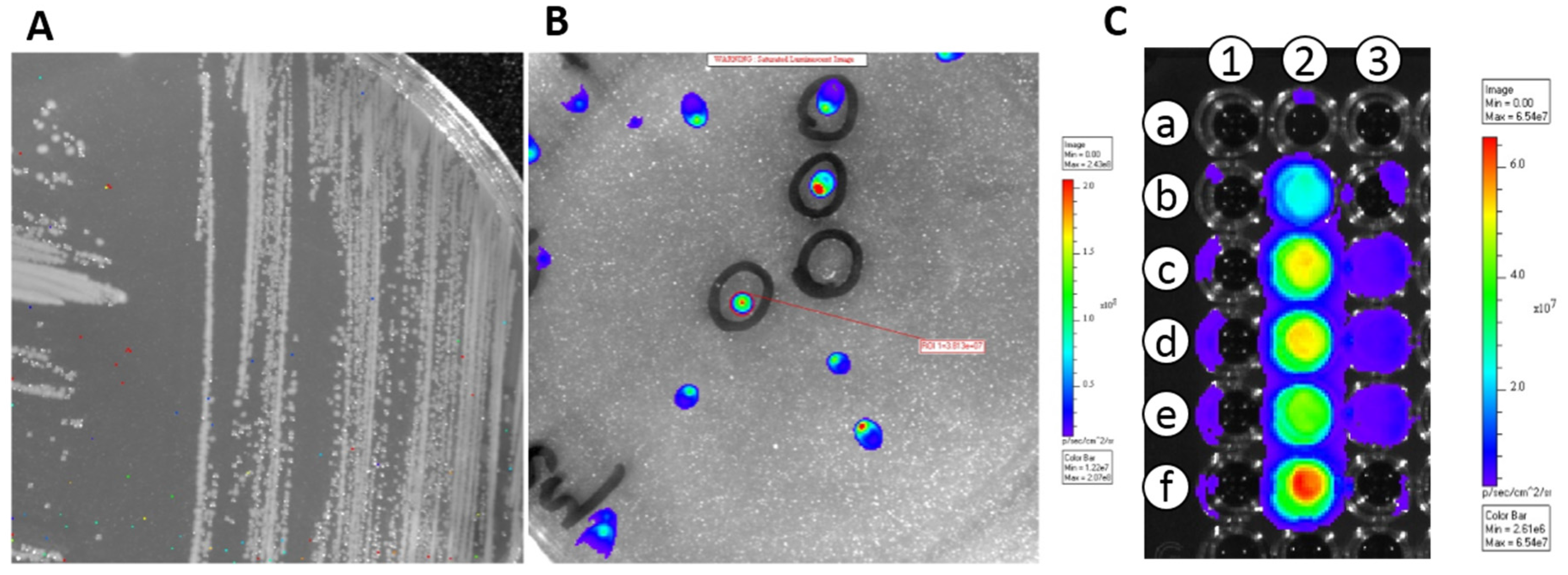 Nutrients Free Full Text Physiological Translocation Of Lactic Acid Bacteria During Pregnancy Contributes To The Composition Of The Milk Microbiota In Mice Html