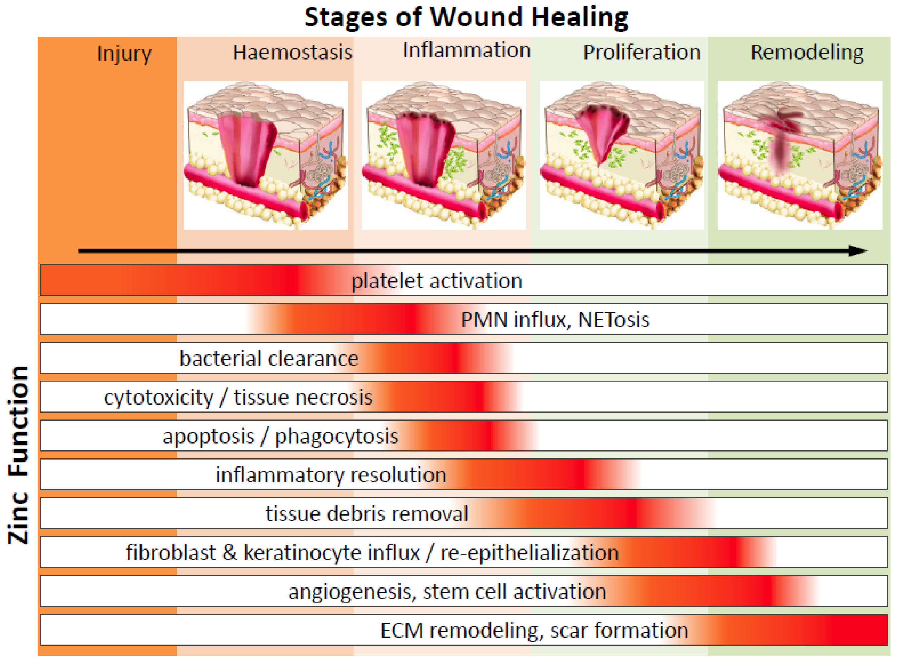 Diabetes Wound Healing And Nutrition Runners High Nutrition