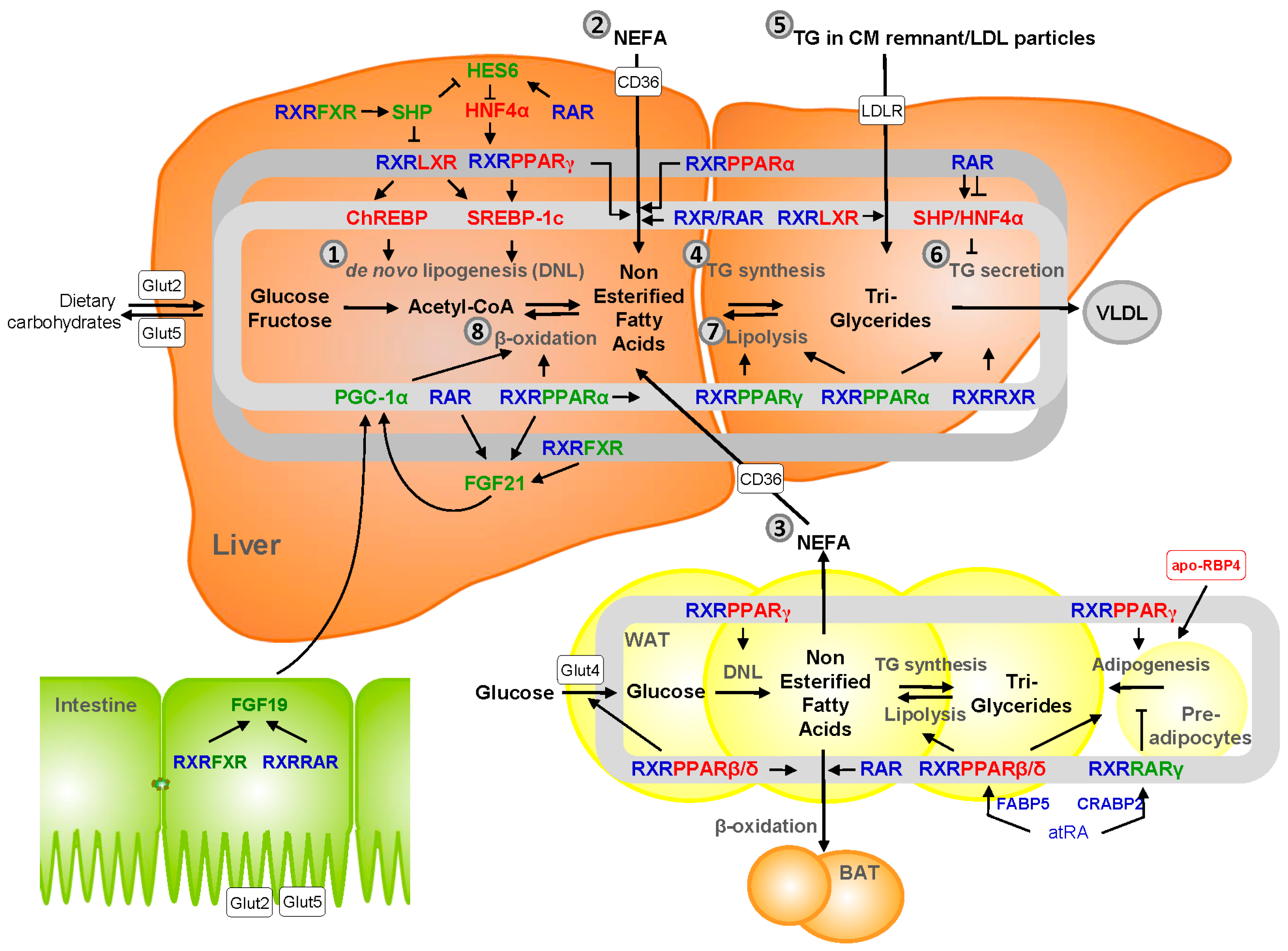 Nutrients Free Full-Text Disturbed Vitamin A Metabolism in Non 