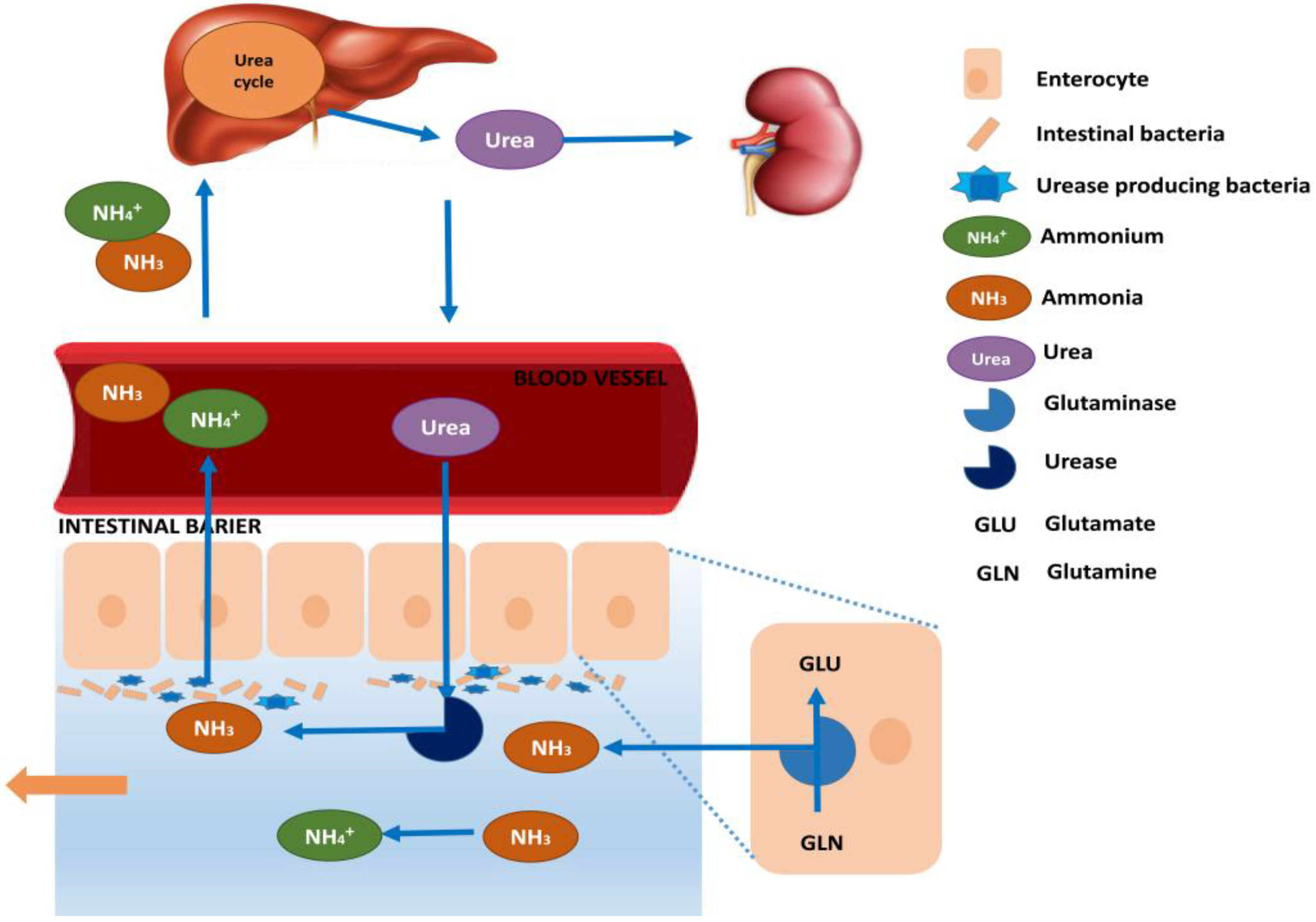 Nutrients Free FullText The Pharmabiotic Approach to Treat