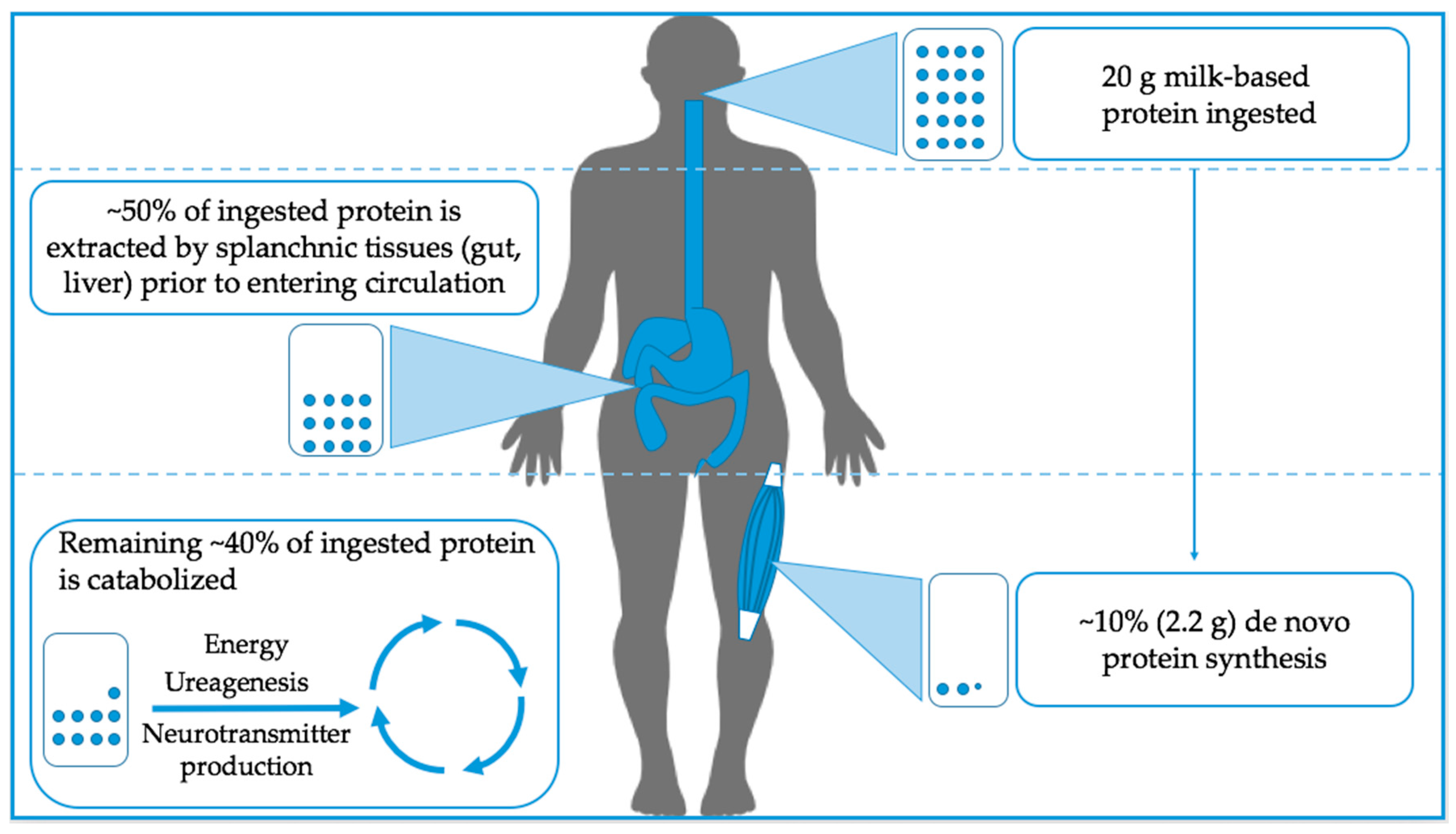 Nutrients | Free Full-Text | Recent Perspectives Regarding the Role of Dietary Protein for the Promotion of Muscle Hypertrophy with Resistance Exercise Training | HTML