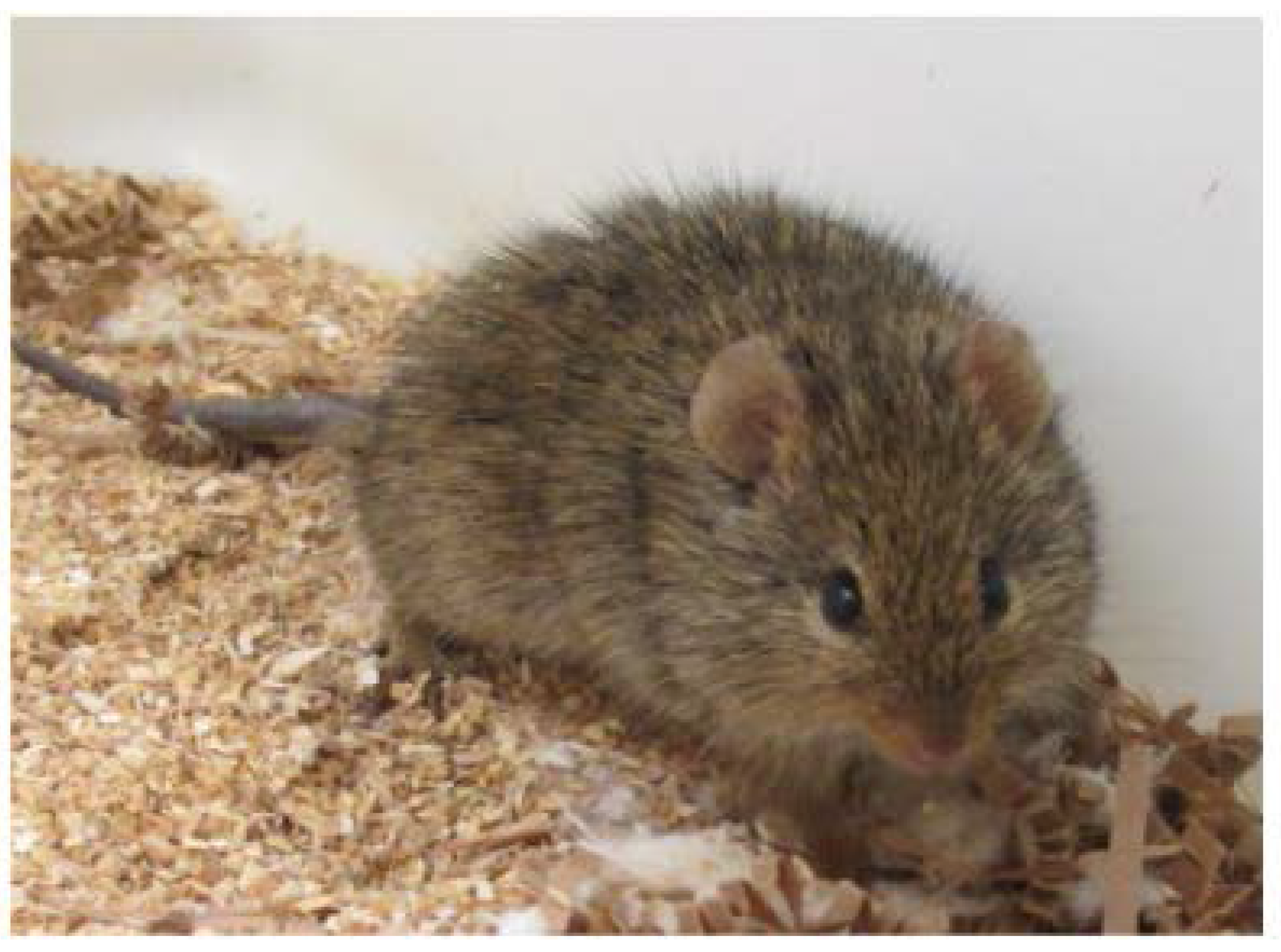 Nutrients 10 00235 g001 Nutrients 10 00235 g001