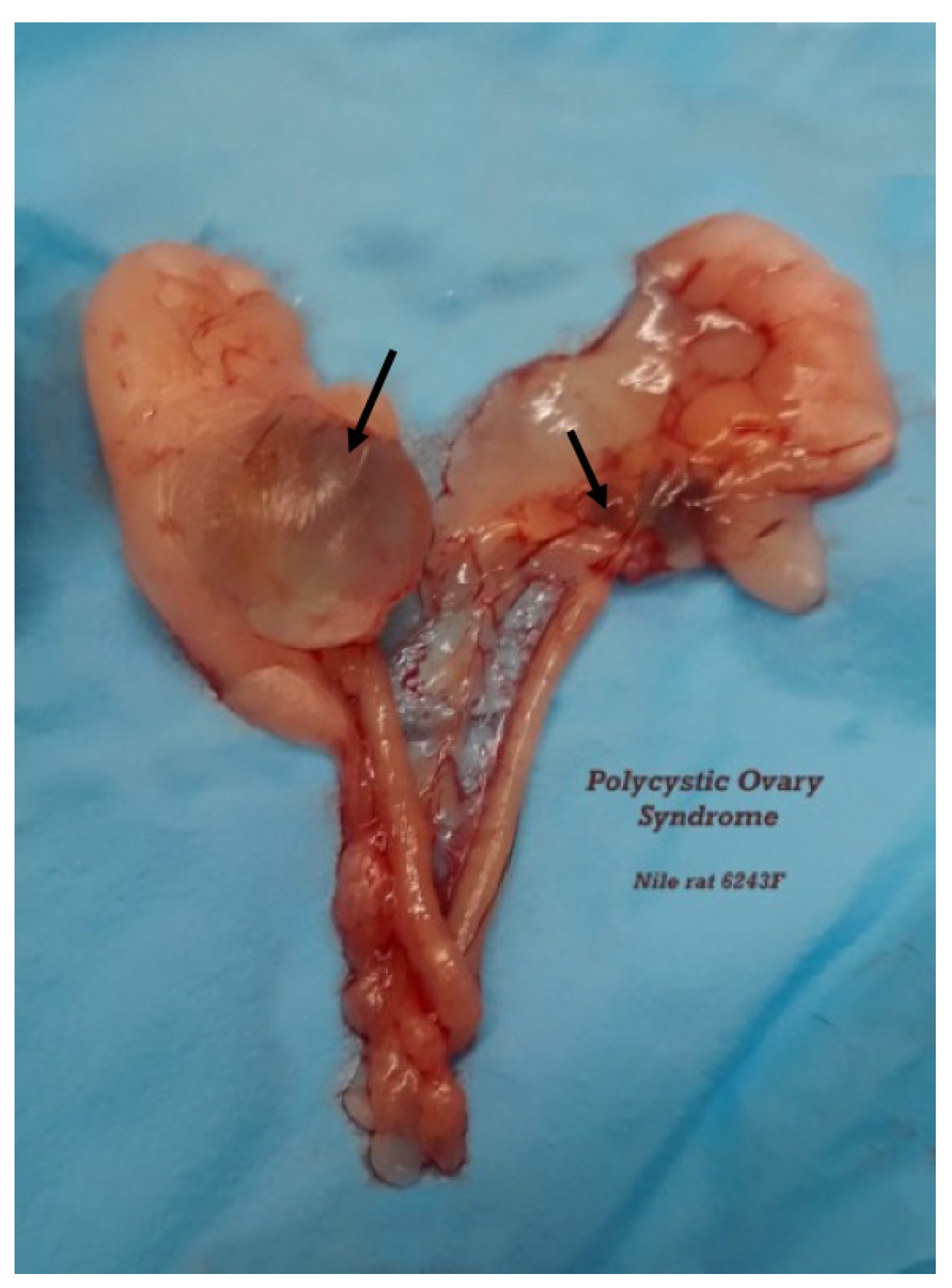 Nutrients 10 00235 g003 Nutrients 10 00235 g003