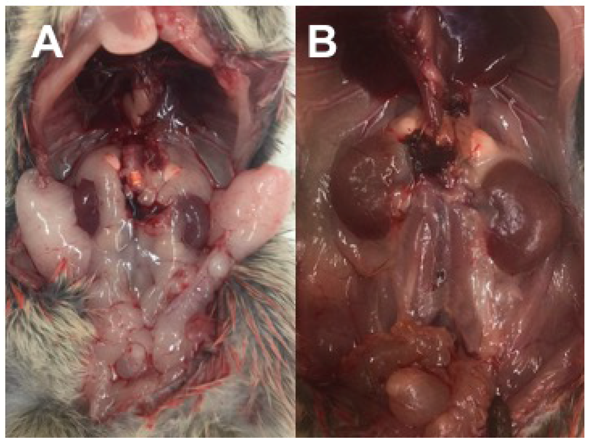 Nutrients 10 00235 g004 Nutrients 10 00235 g004