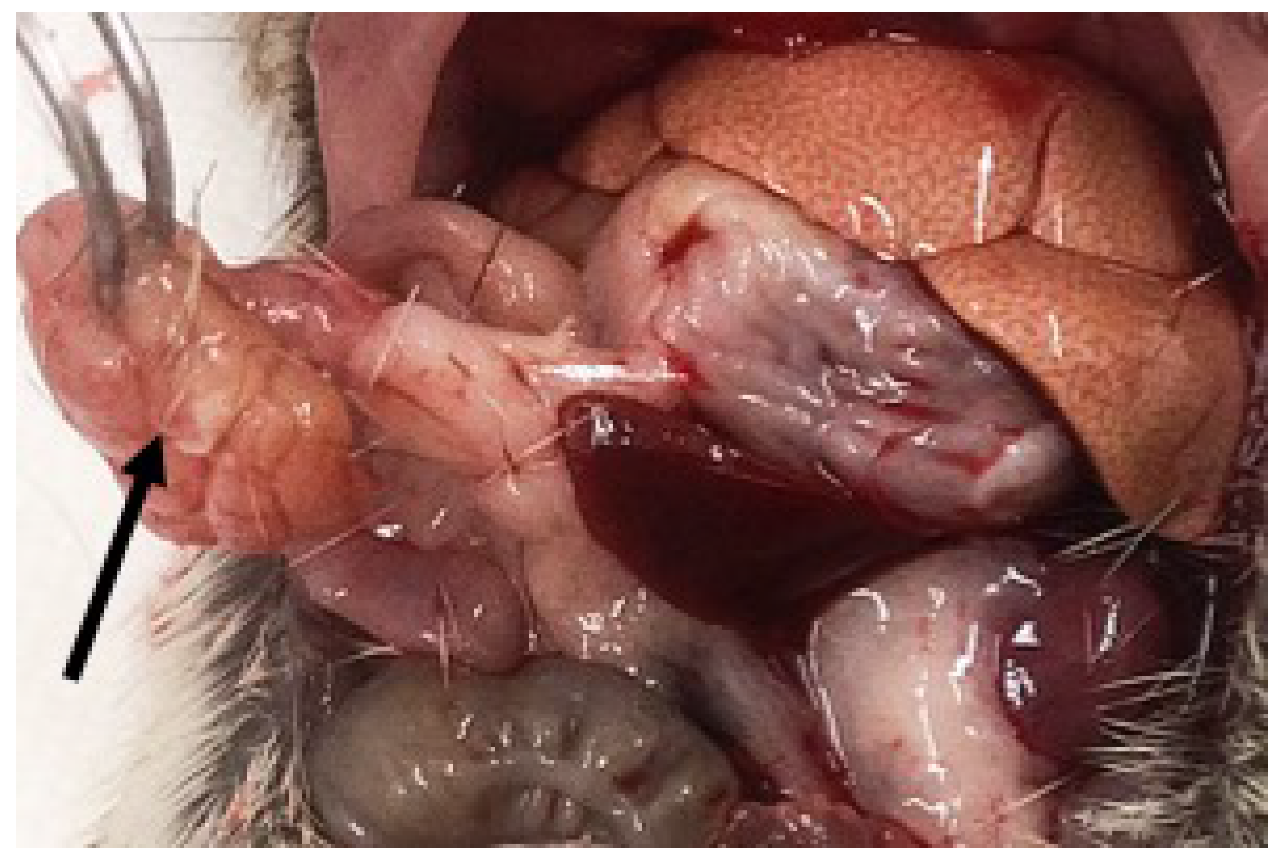 Nutrients 10 00235 g008 Nutrients 10 00235 g008