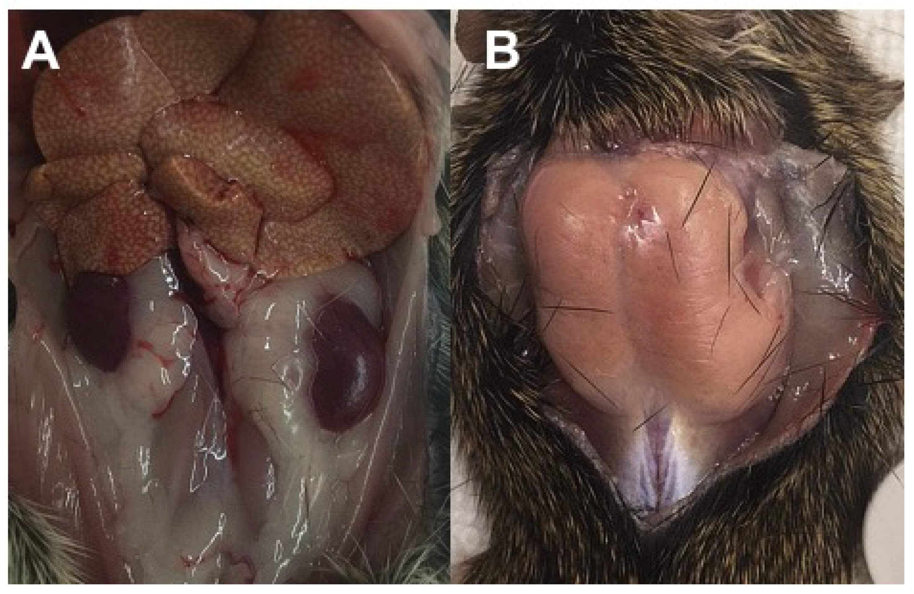 Nutrients 10 00235 g009 Nutrients 10 00235 g009