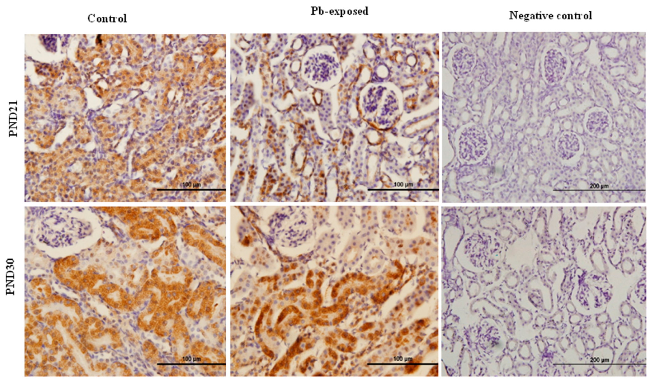 Nutrients 10 00264 g005 Nutrients 10 00264 g005