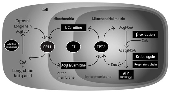 Nutrients | Free Full-Text l-Carnitine in Recovery after Exercise