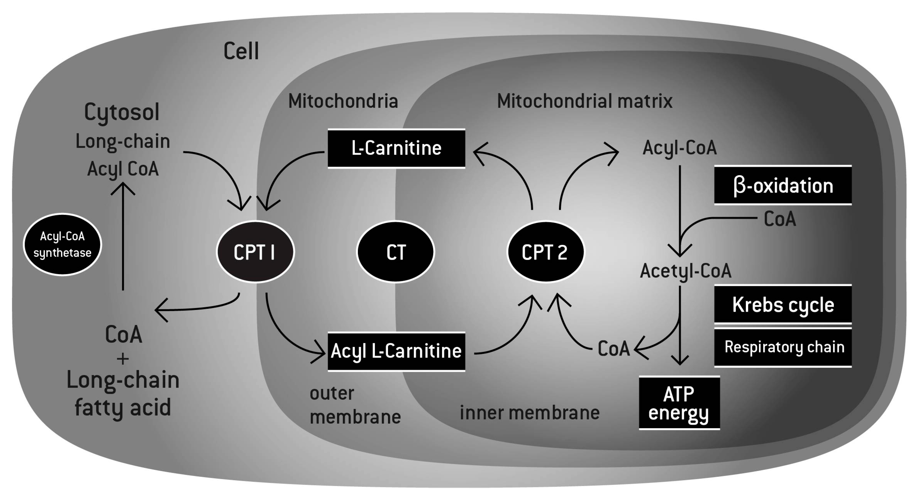 L-carnitine and immune system