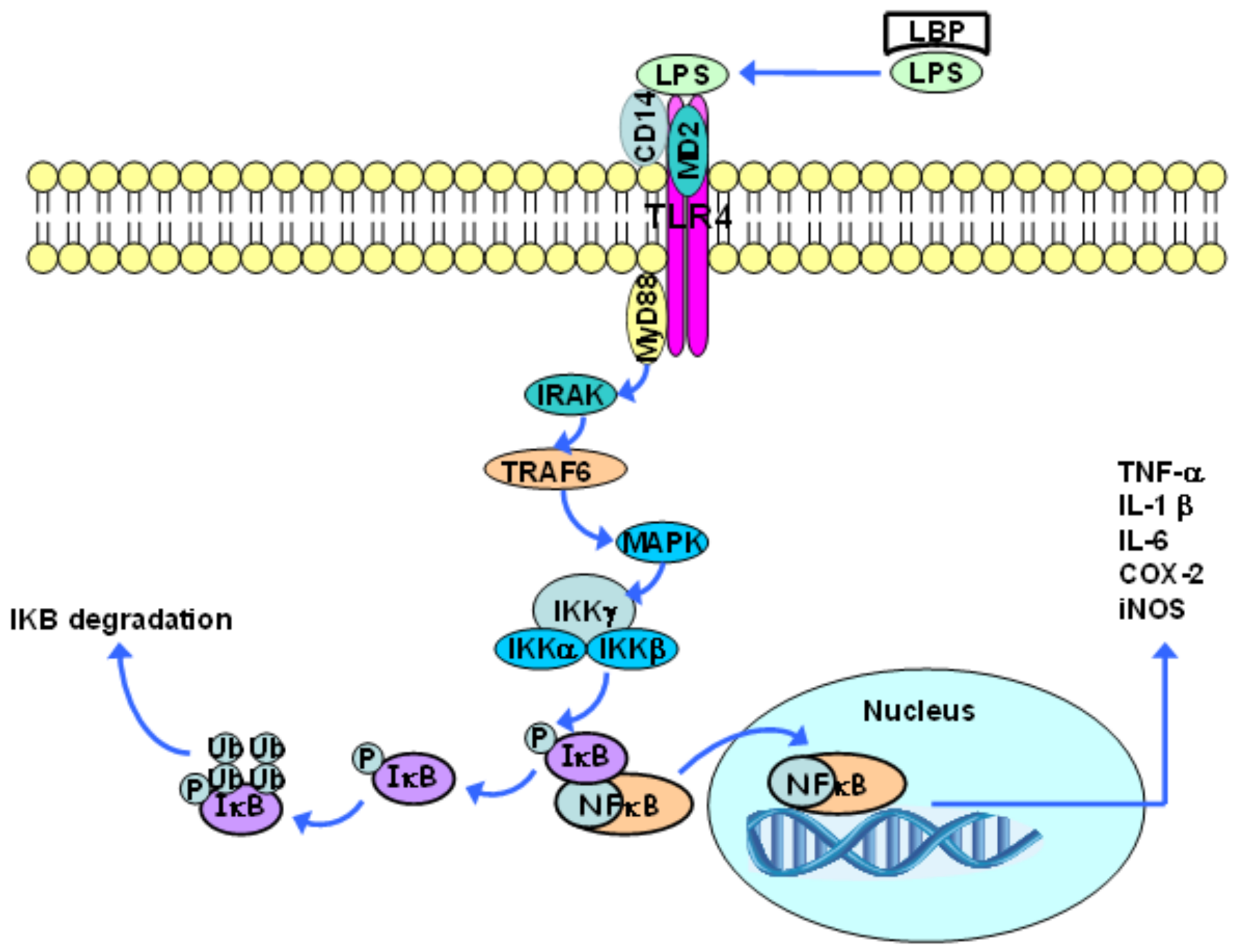 Nutrients 10 00432 g002