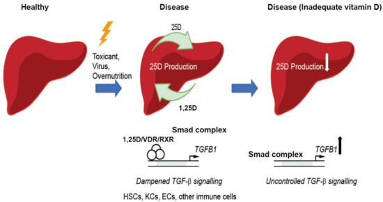 Nutrients Special Issue Changing Times For Vitamin D And