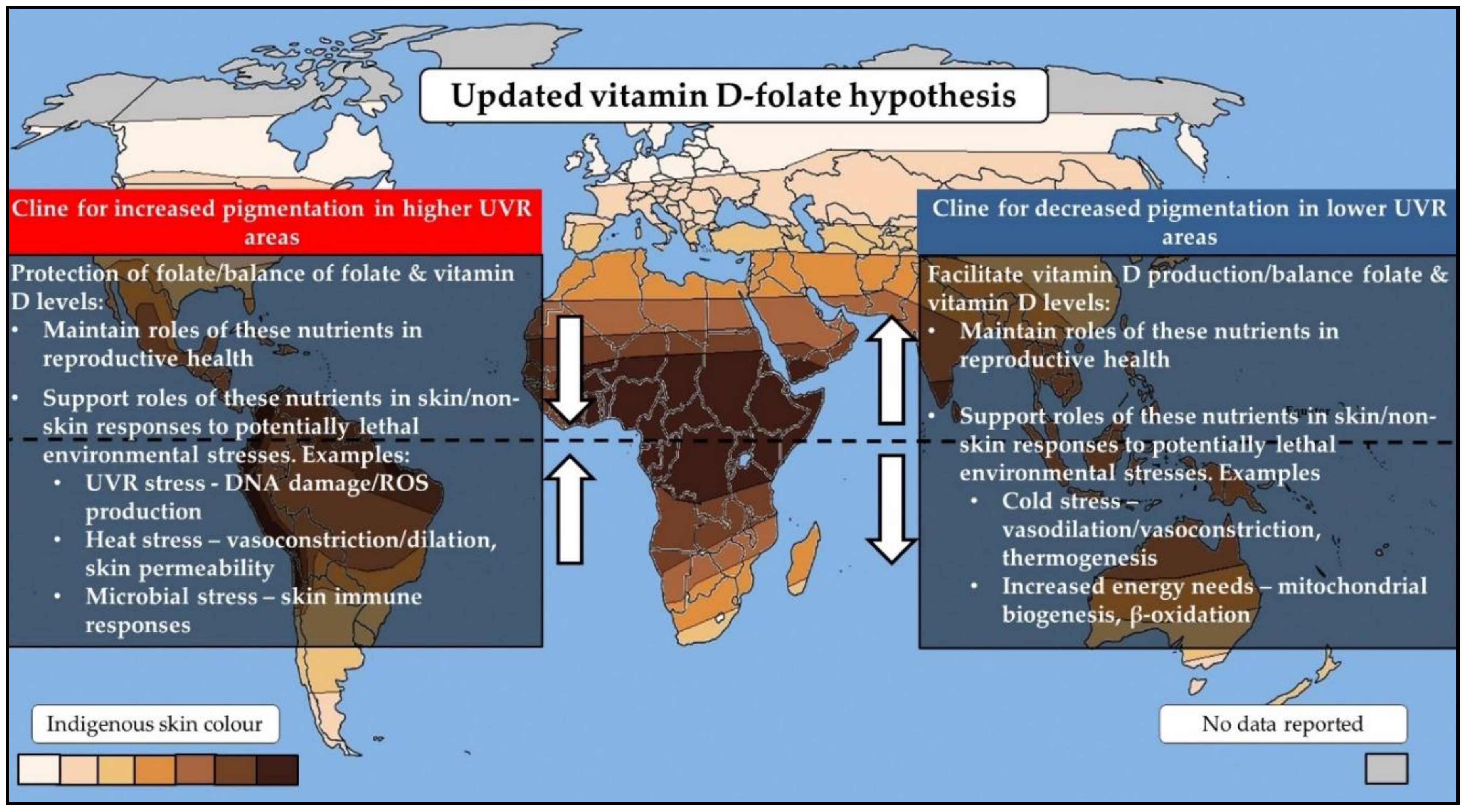 Nutrients Free Full Text The Vitamin Dfolate Hypothesis