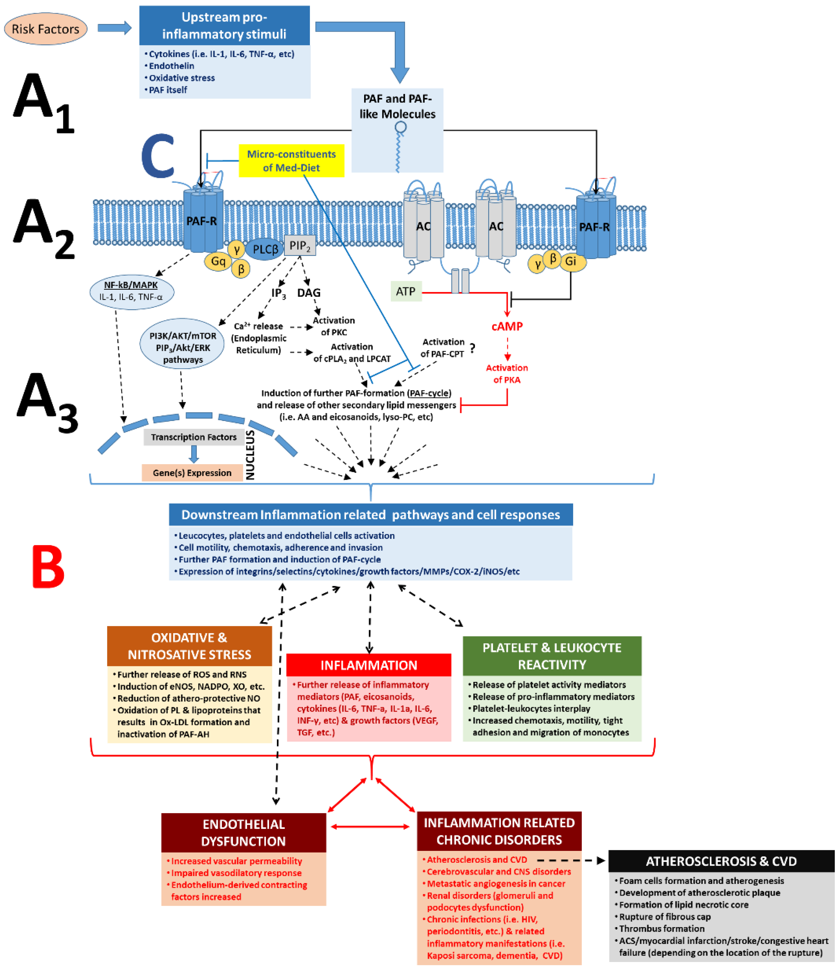 Nutrients Free Full Text Inflammation Not Cholesterol Is A Cause Of Chronic Disease Html