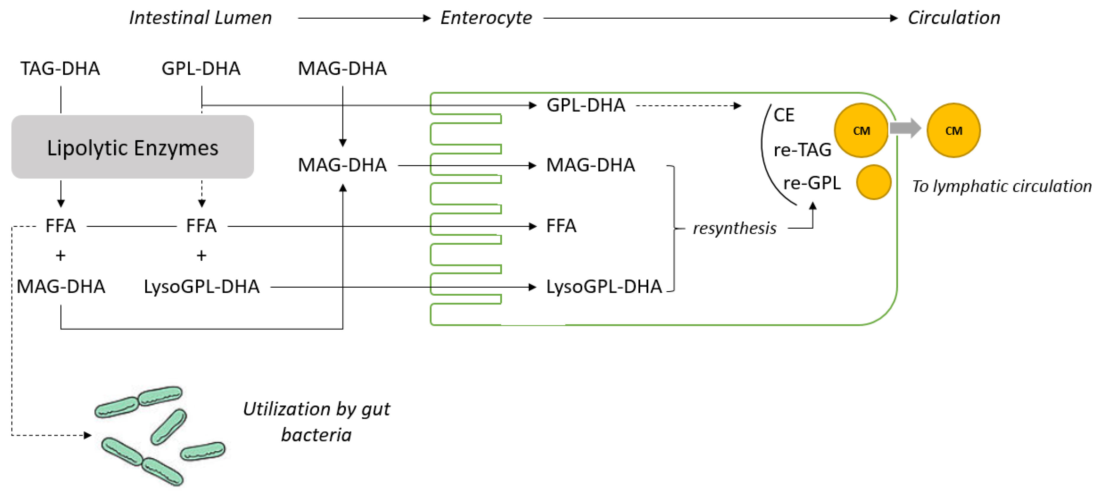 Nutrients 10 00620 g001