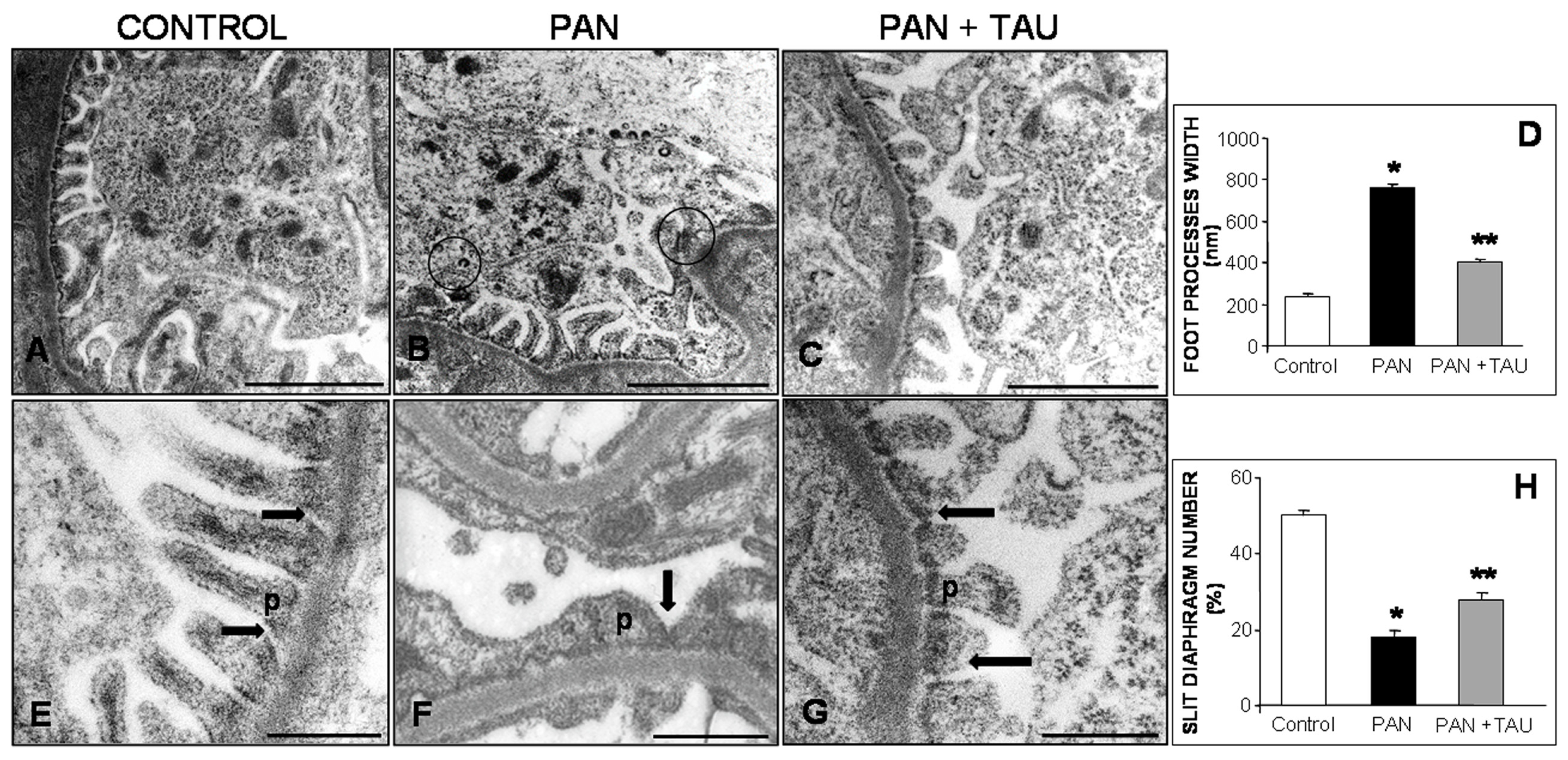 Nutrients 10 00689 g001 Nutrients 10 00689 g001