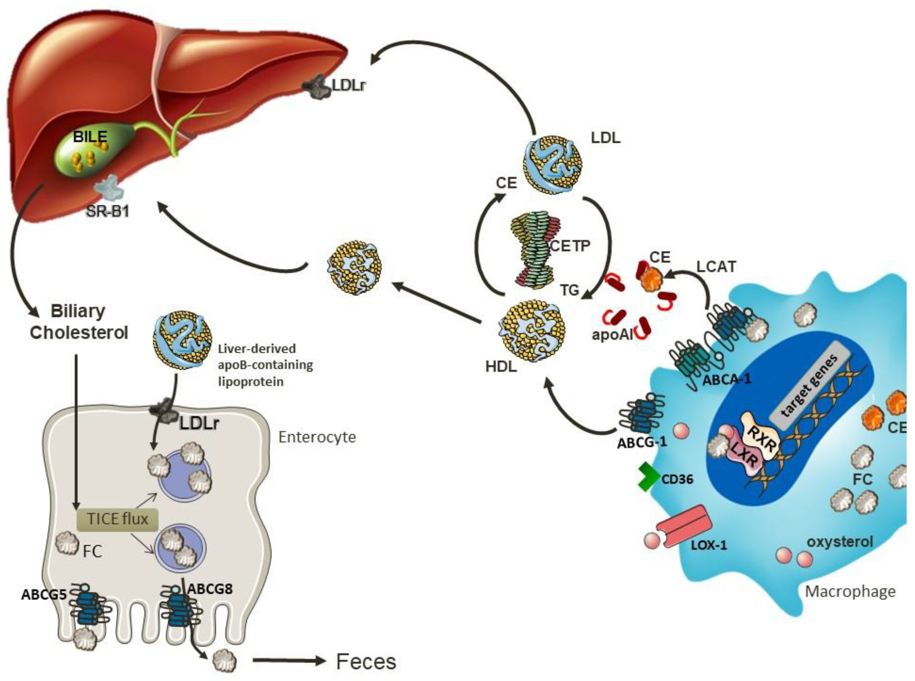 Nutrients 10 00760 g003 Nutrients 10 00760 g003