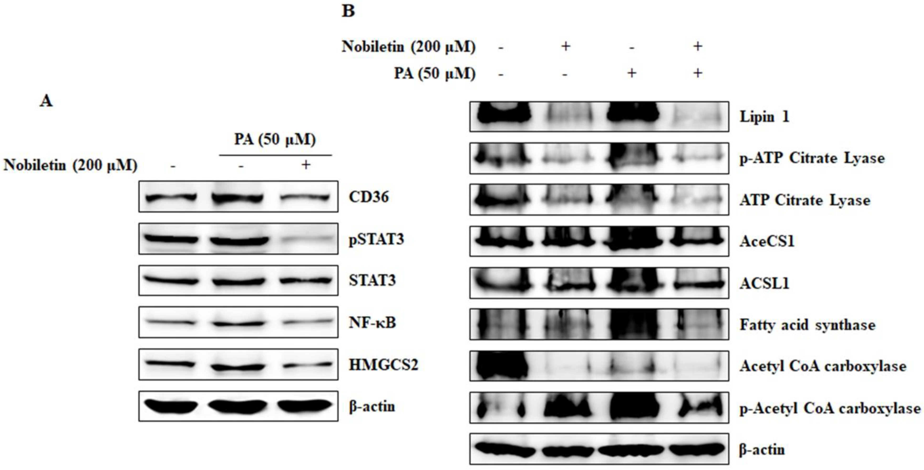 Nutrients 10 00772 g007