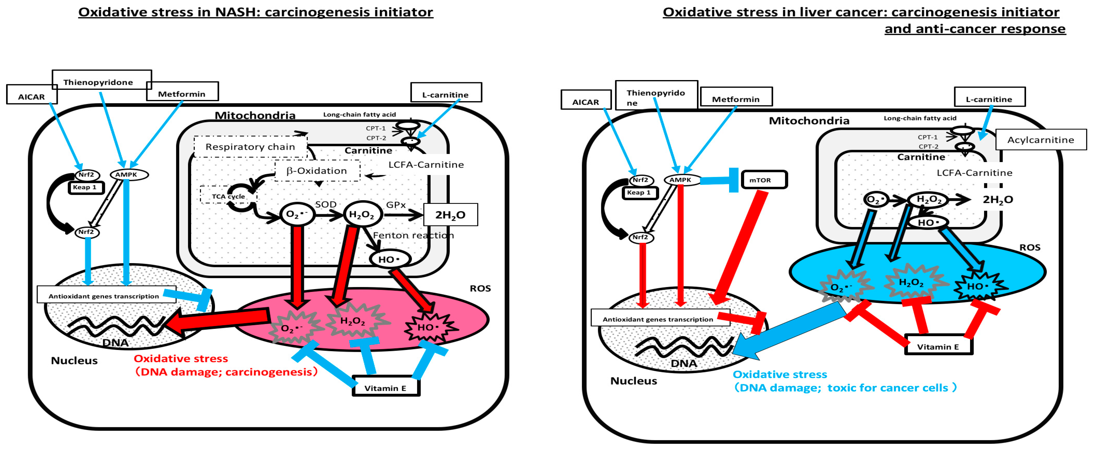 Nutrients 10 00977 g001 Nutrients 10 00977 g001